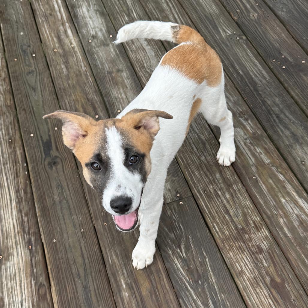 NY Brazil (Foster in Carmel NY), a Adoptable Mixed Breed in Stormville, NY image 2/5