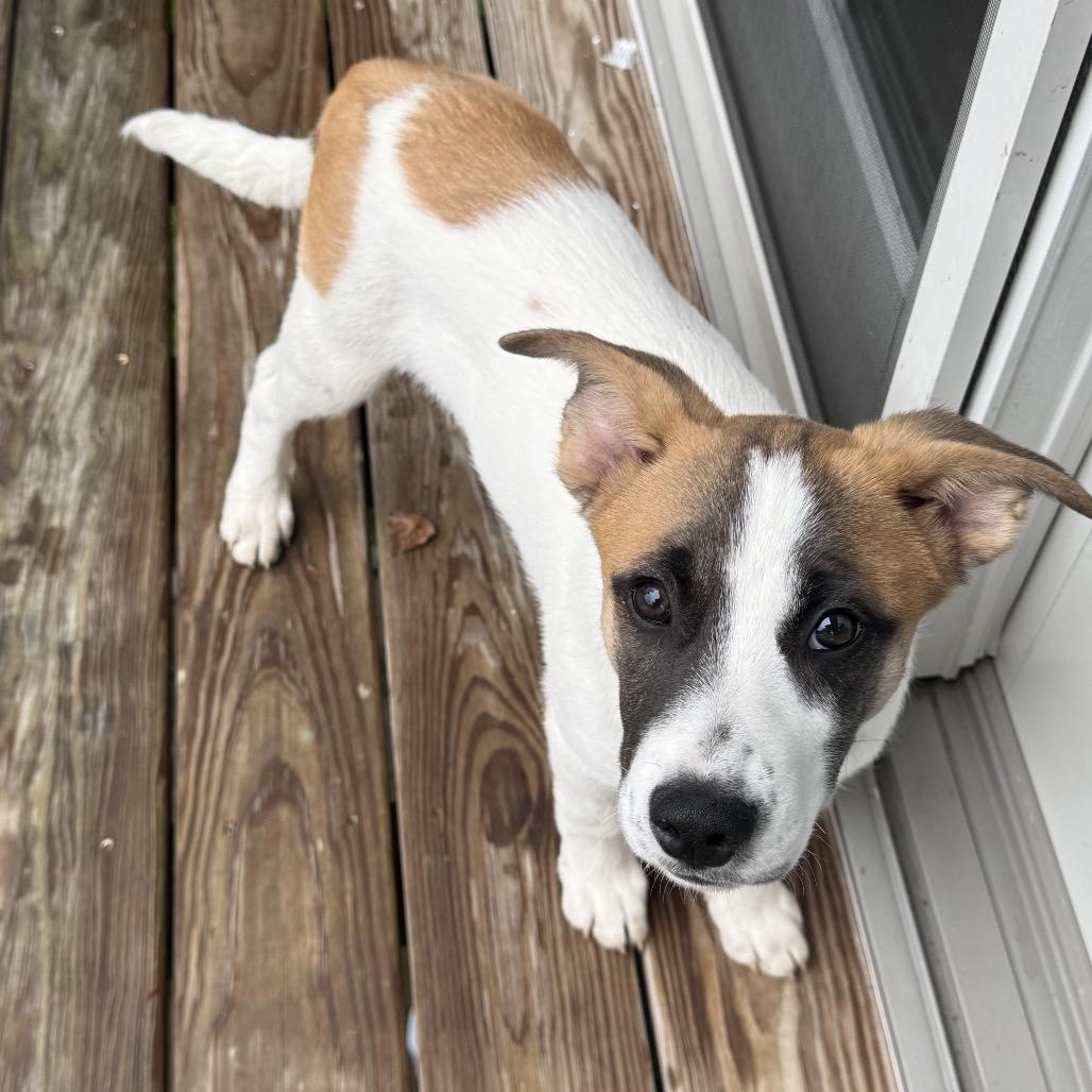 NY Brazil (Foster in Carmel NY), a Adoptable Mixed Breed in Stormville, NY image 3/5