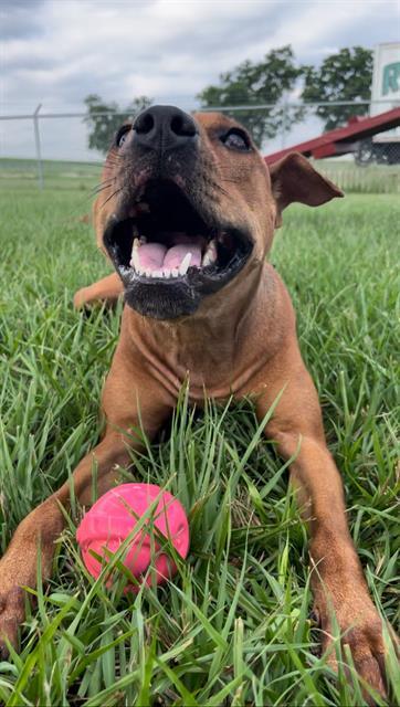 VANESSA, Adoptable, Young Female Rhodesian Ridgeback & Mixed Breed.