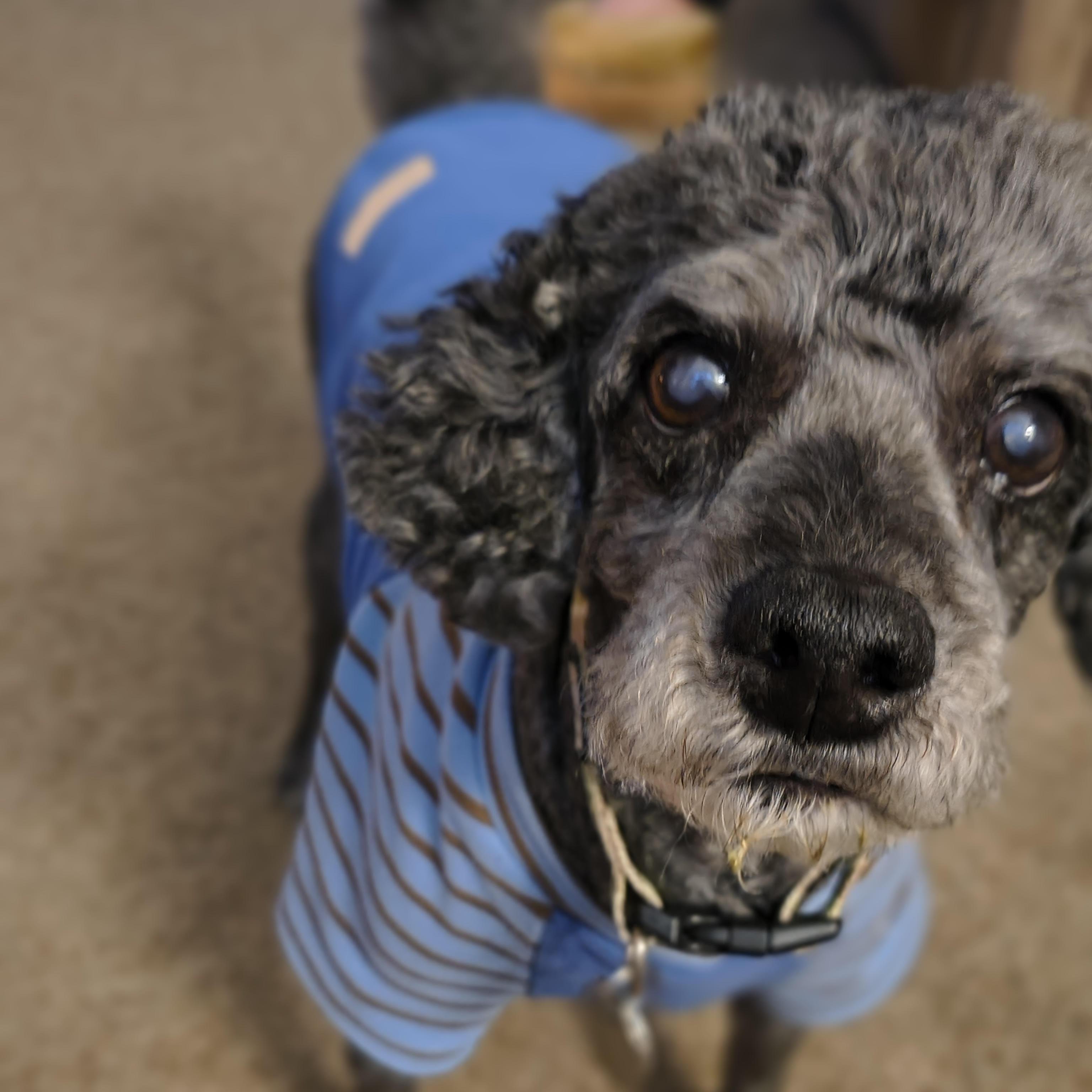 Pepper thumbnail 4