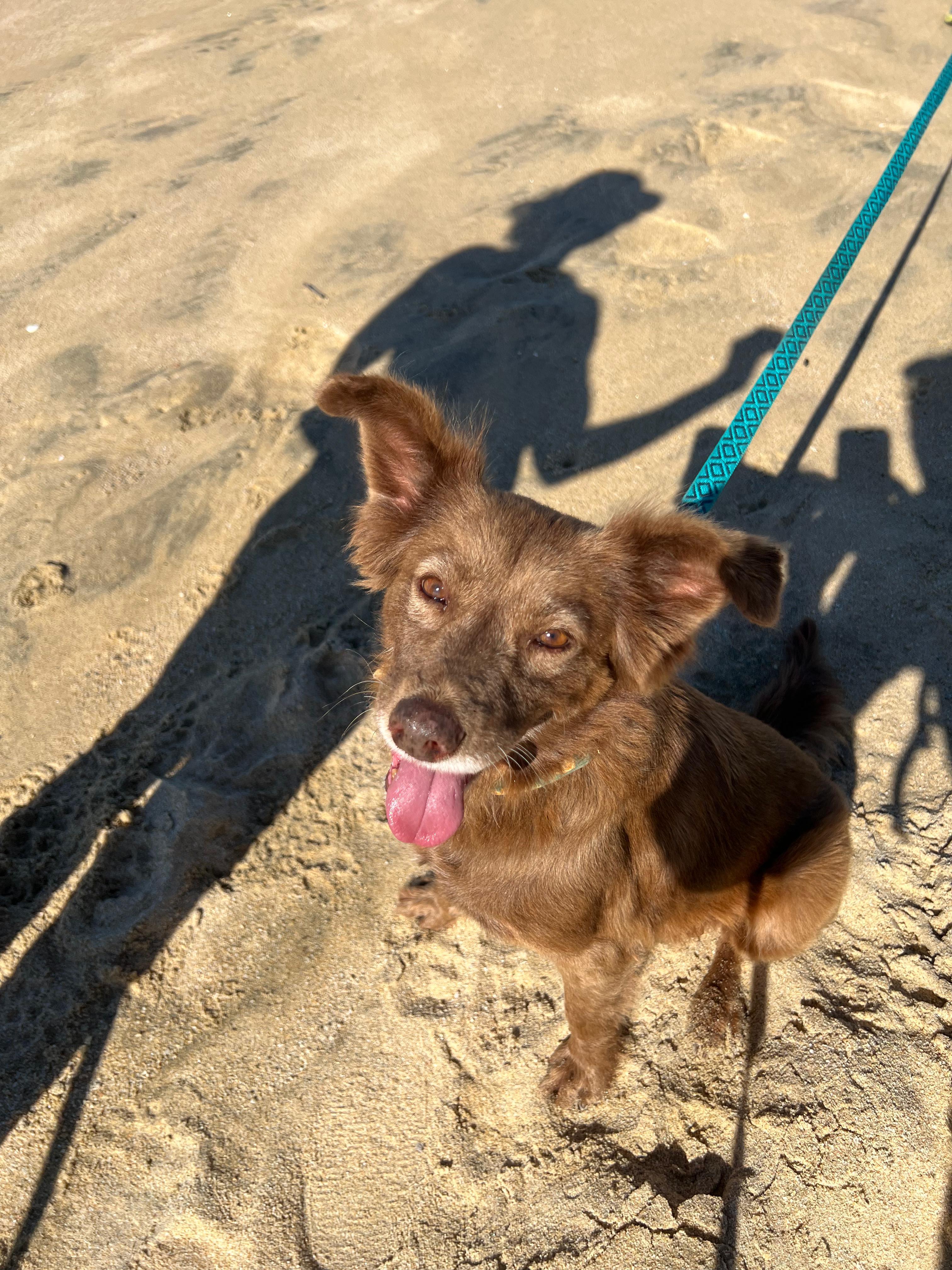 Amber, a Adoptable mixed breed in Cabo San Lucas, BCS image 1/2