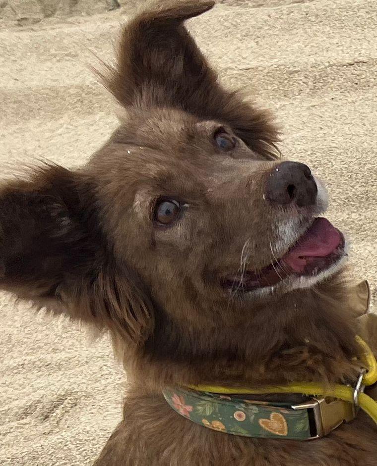 Amber — thumbnail 2