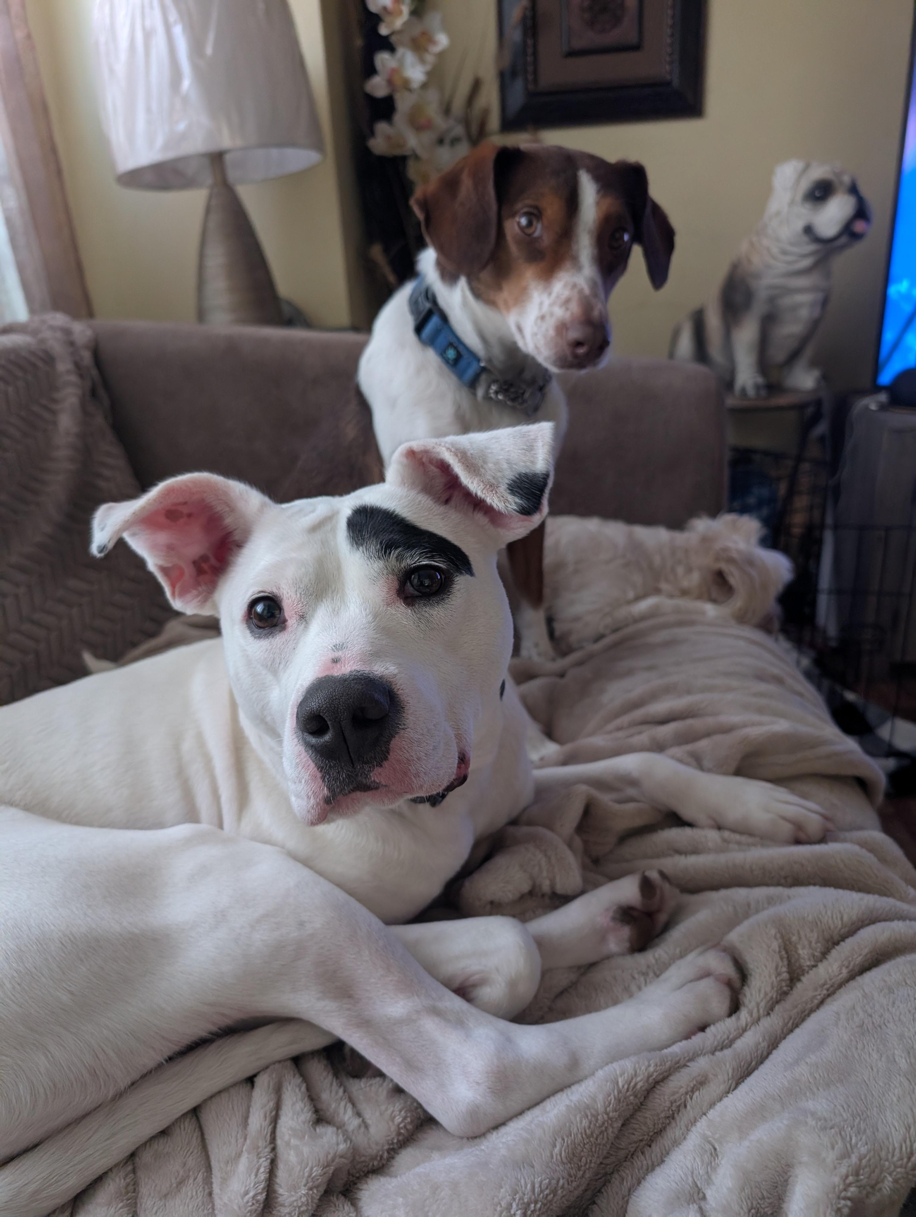 Enlarge Evie, a Adoptable Mixed Breed in Homer Glen, IL image 1/6