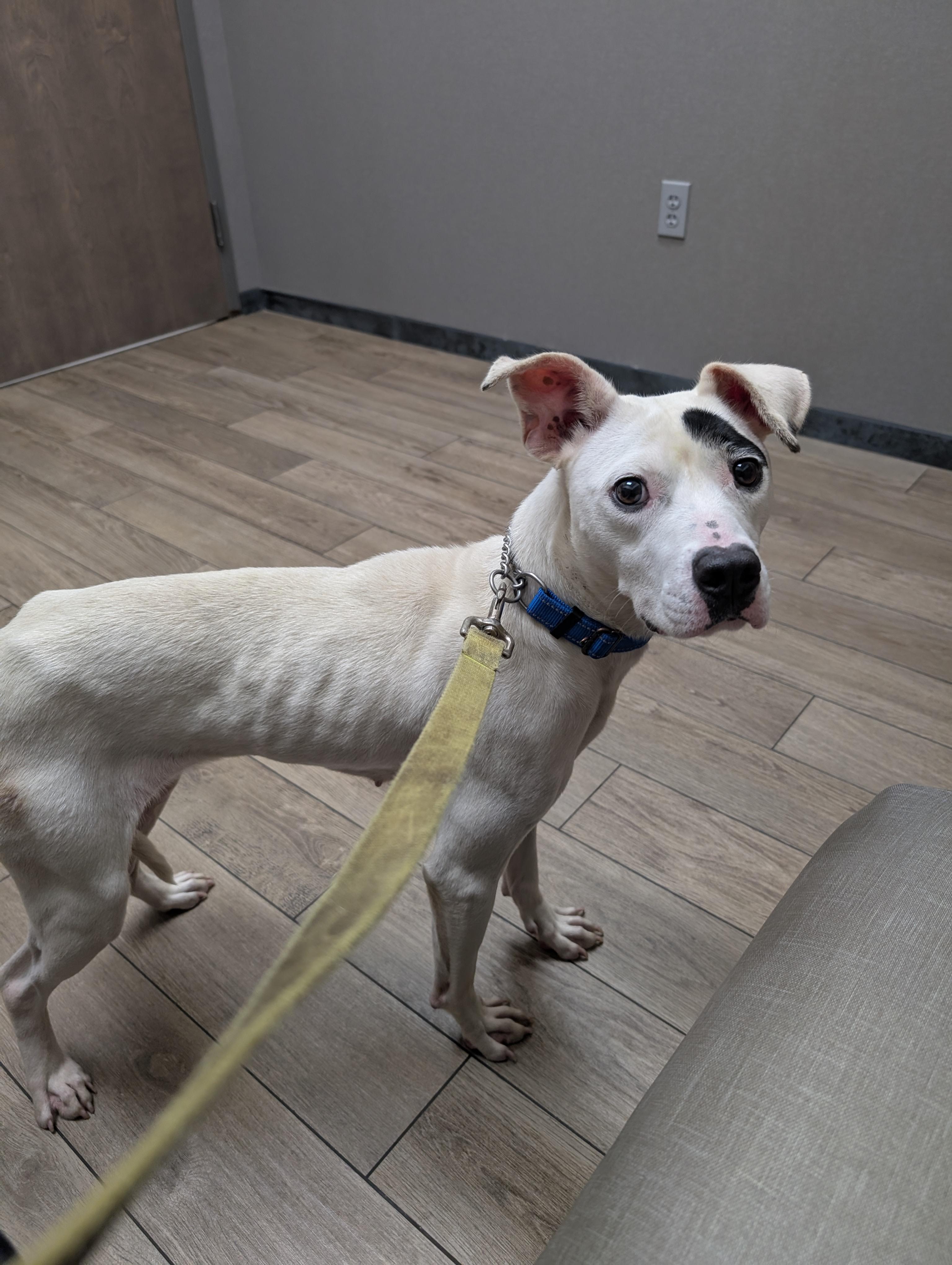 Enlarge Evie, a Adoptable Mixed Breed in Homer Glen, IL image 3/4