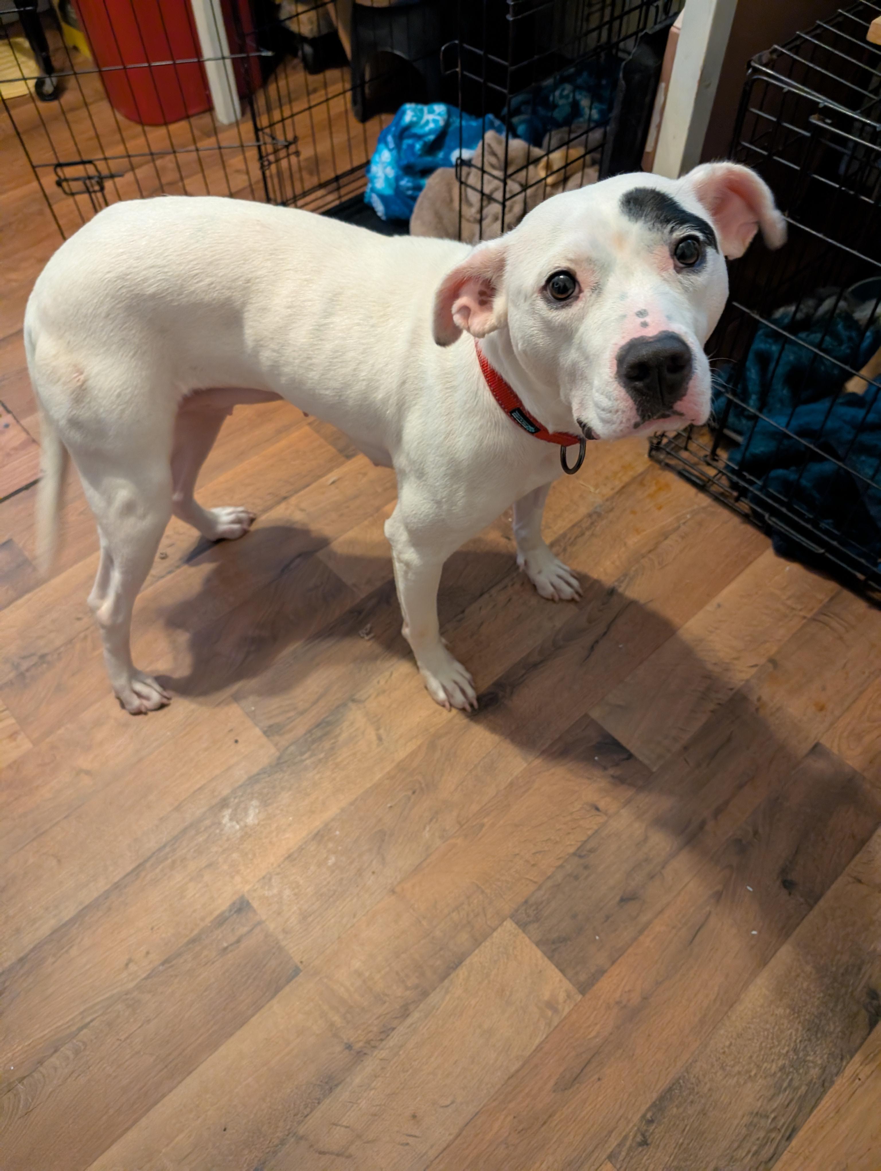 Evie, Adoptable, Adult Female Mixed Breed.