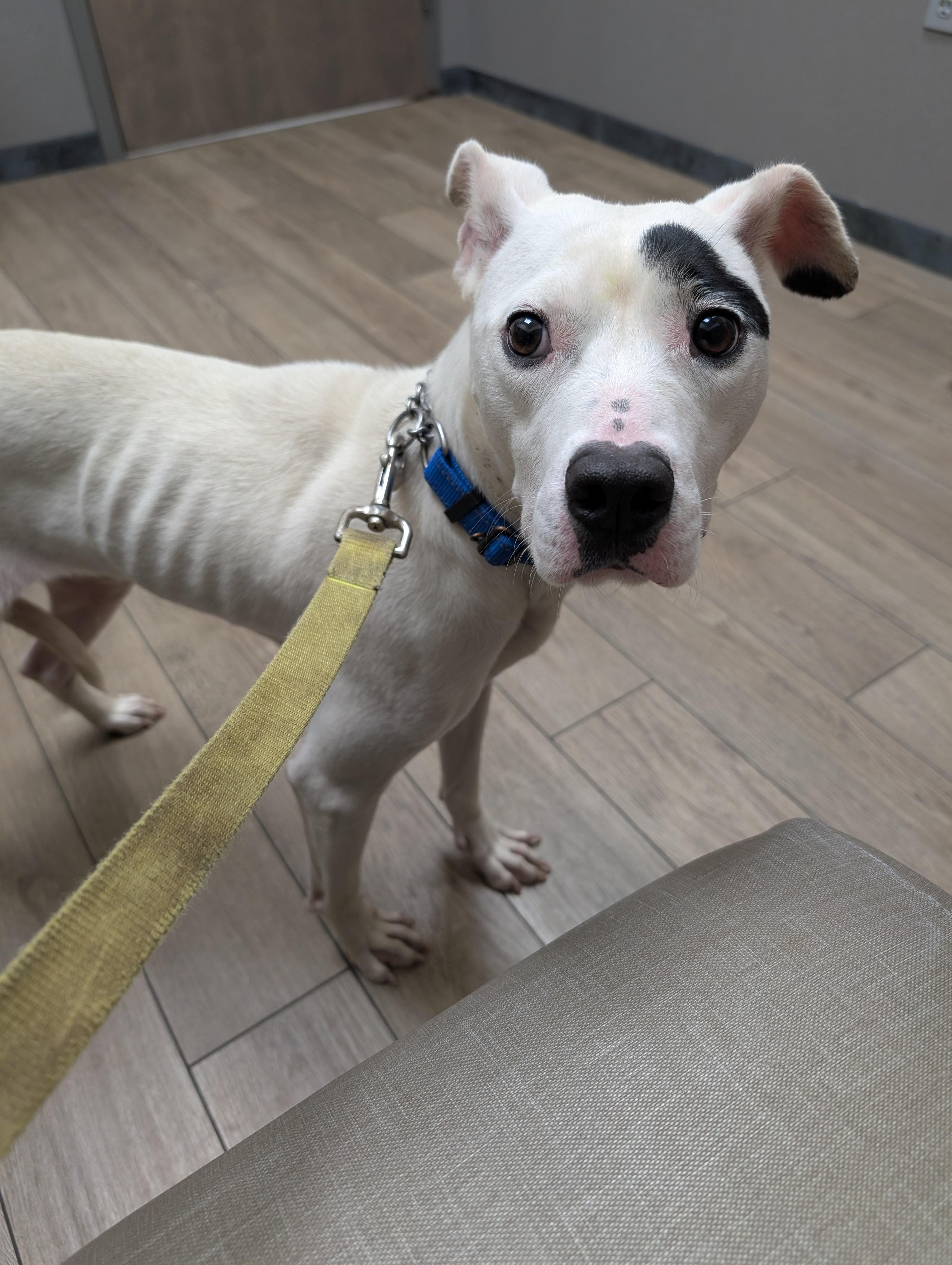 Enlarge Evie, a Adoptable Mixed Breed in Homer Glen, IL image 4/4