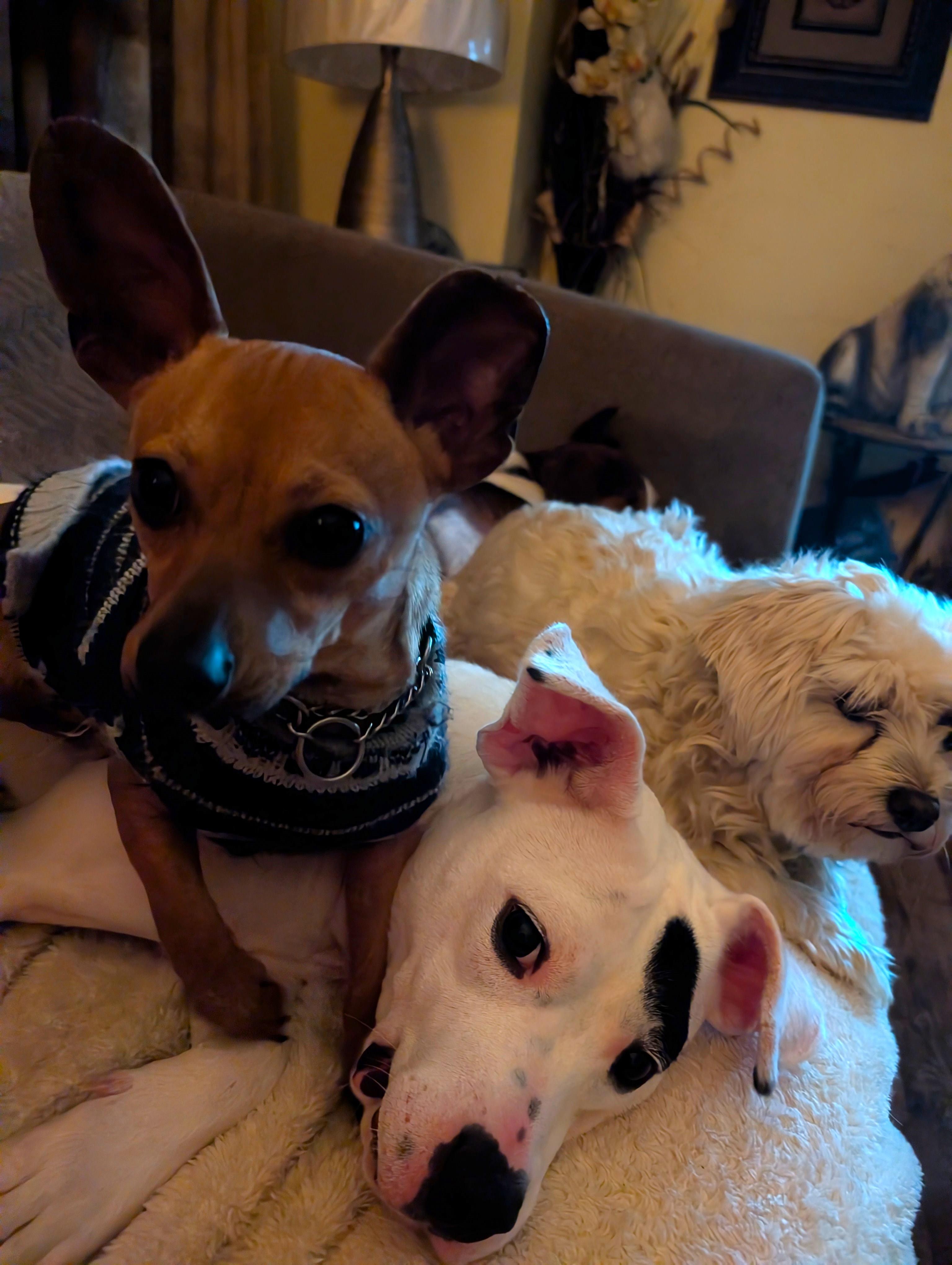 Enlarge Evie, a Adoptable Mixed Breed in Homer Glen, IL image 2/4