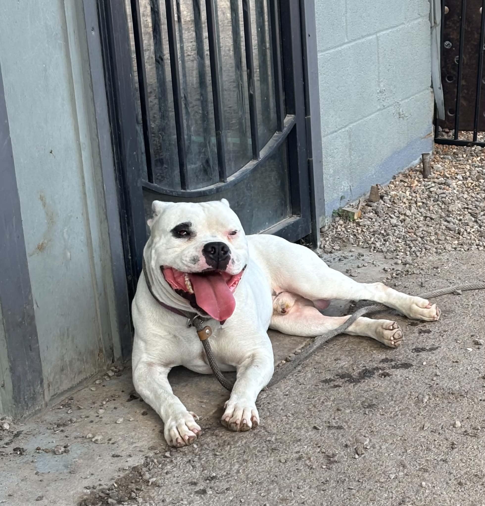 Enlarge petey, a Adopted American Bully in Granite City, IL image 1/2