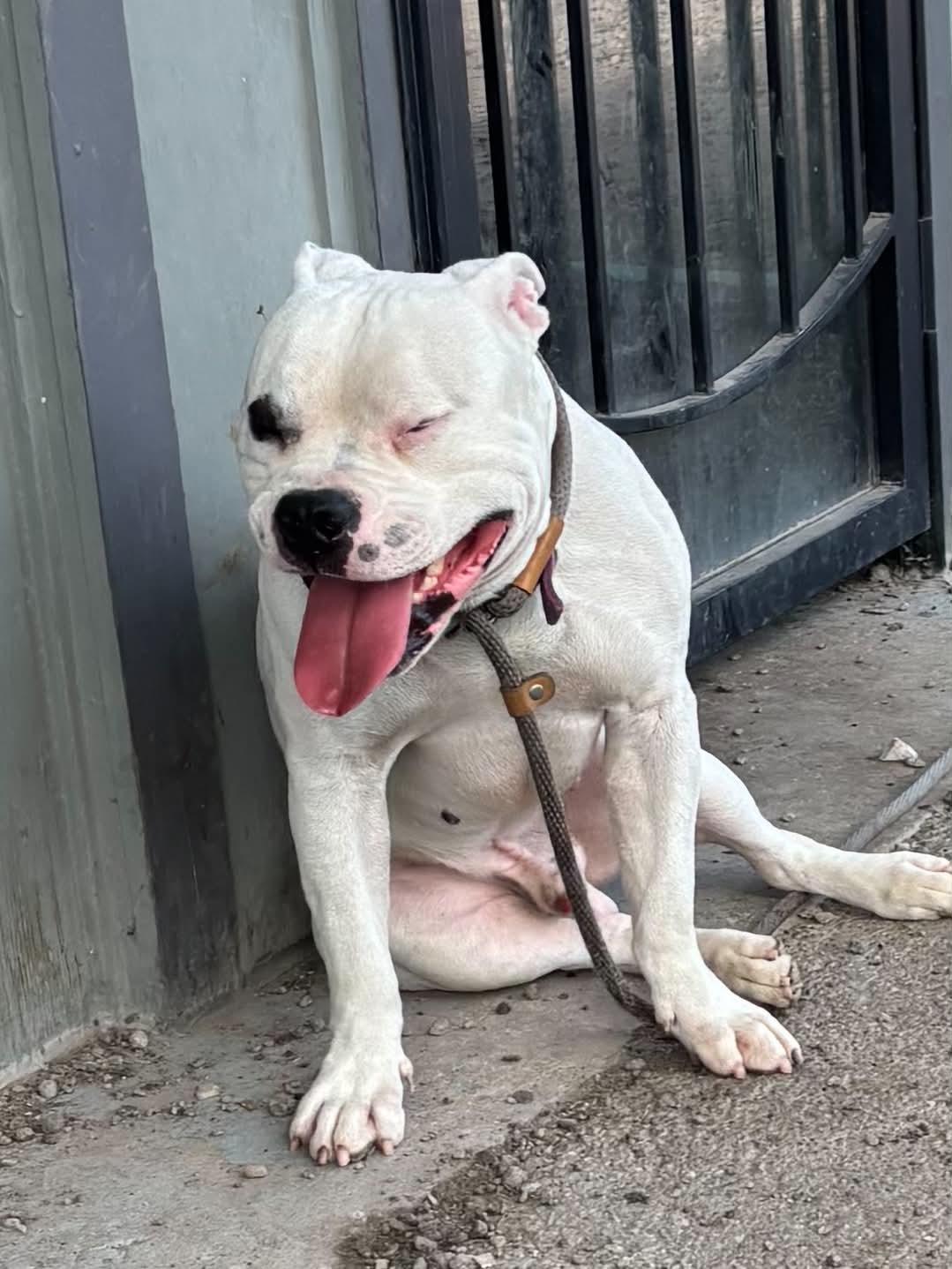 Enlarge petey, a Adopted American Bully in Granite City, IL image 2/2