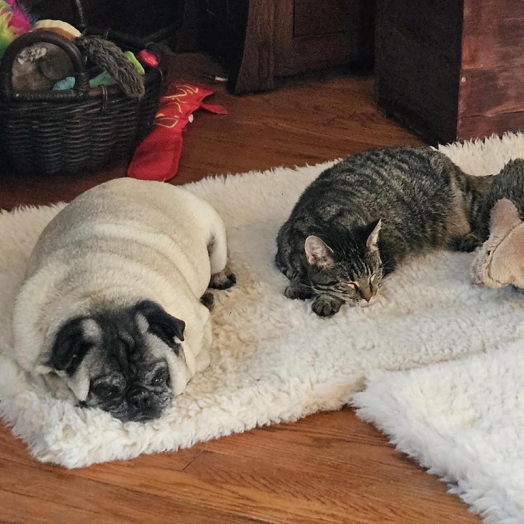 Enlarge Juliette, a Adoptable Domestic Short Hair in Madison, WI image 1/6