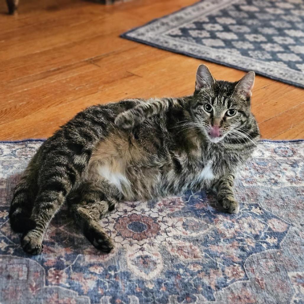 Enlarge Juliette, a Adoptable Domestic Short Hair in Madison, WI image 2/6