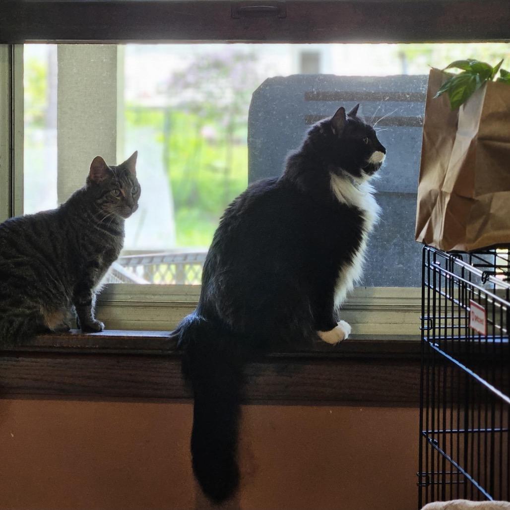 Enlarge Juliette, a Adoptable Domestic Short Hair in Madison, WI image 3/6