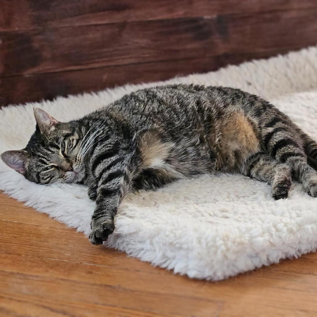 Enlarge Juliette, a Adoptable Domestic Short Hair in Madison, WI image 4/6