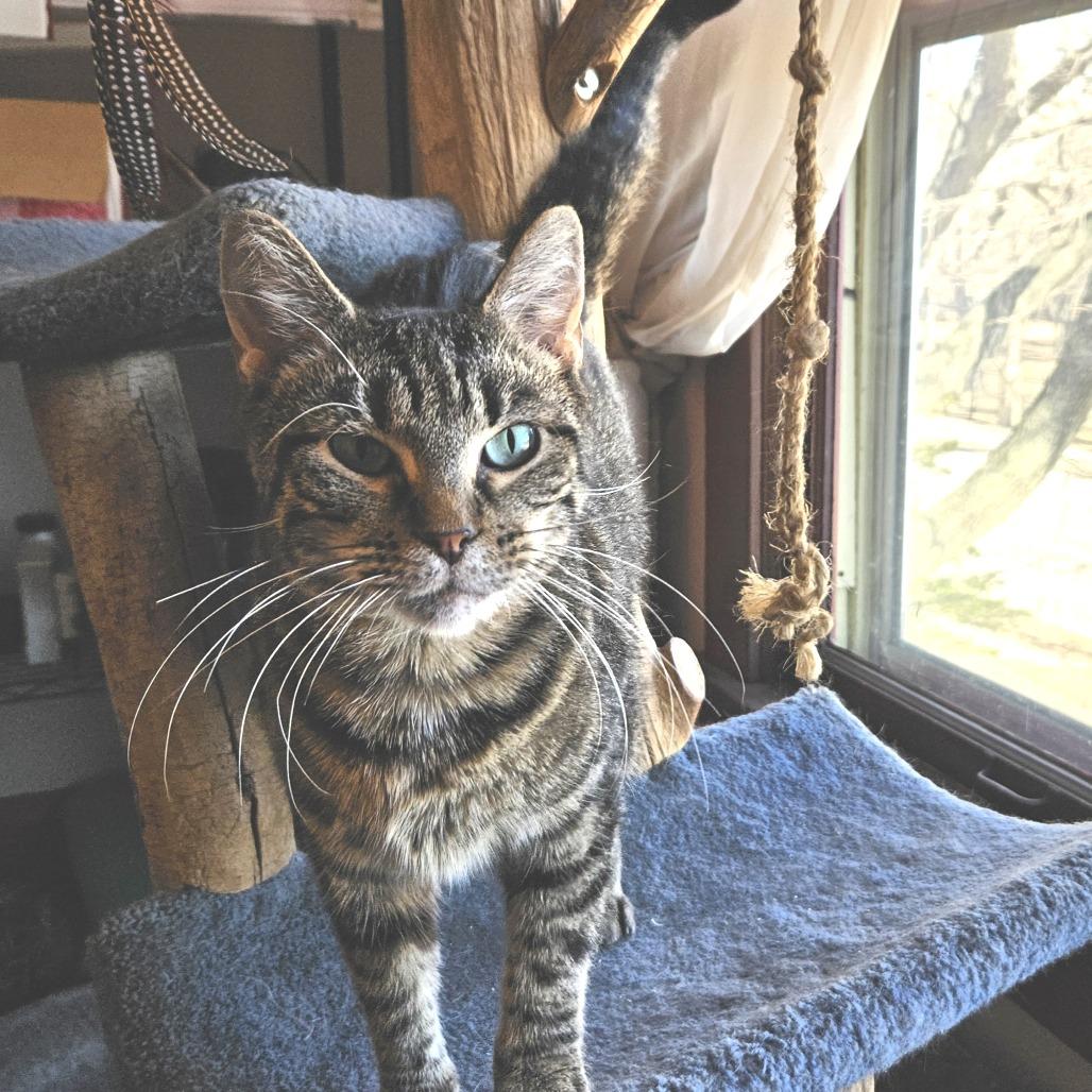 Enlarge Juliette, a Adoptable Domestic Short Hair in Madison, WI image 5/6