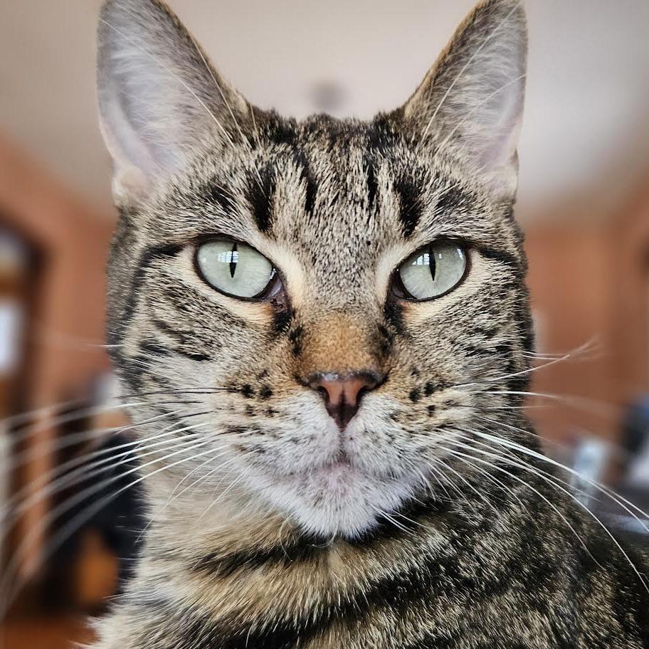 Enlarge Juliette, a Adoptable Domestic Short Hair in Madison, WI image 6/6