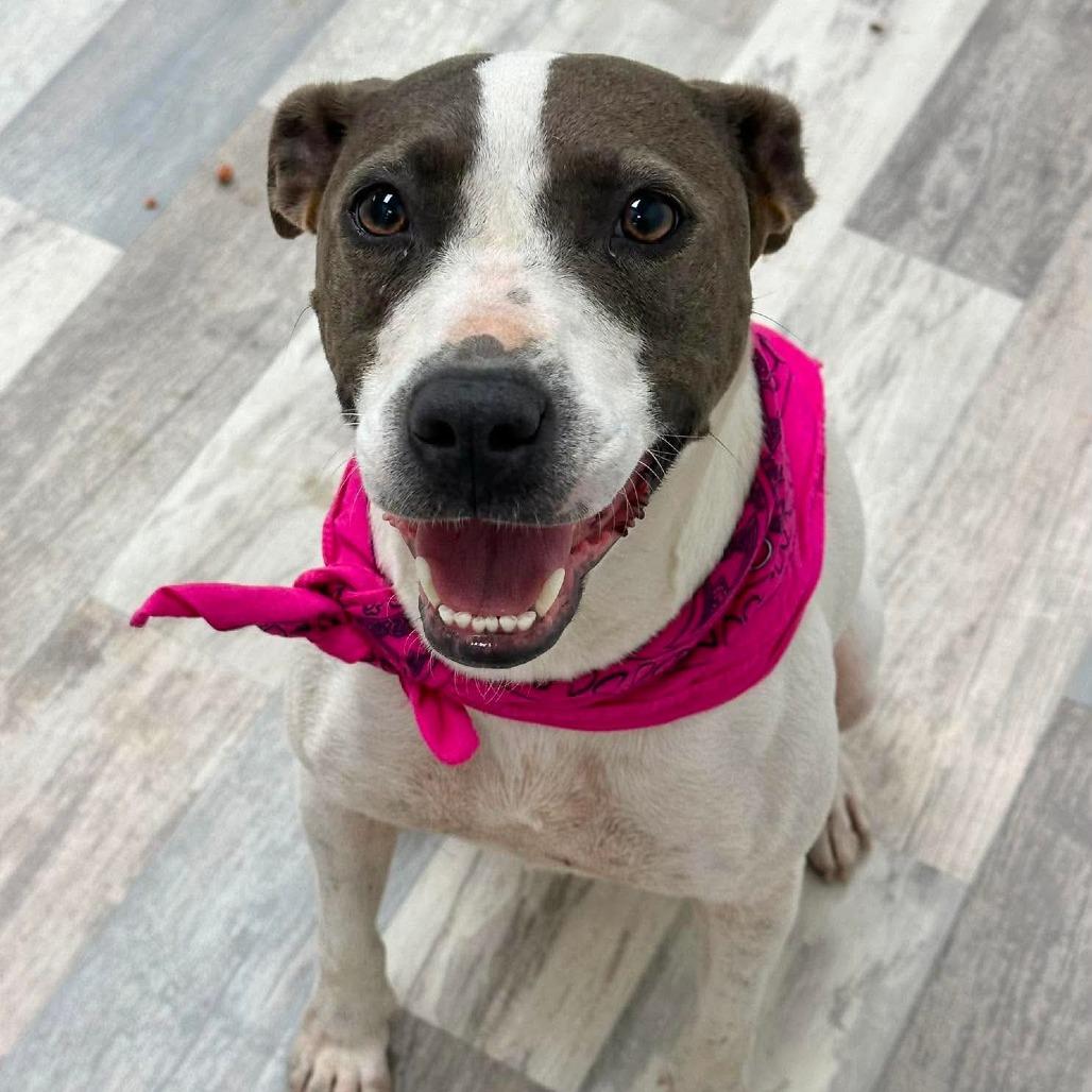 Gretchen, Adoptable, Young Female Treeing Walker Coonhound.