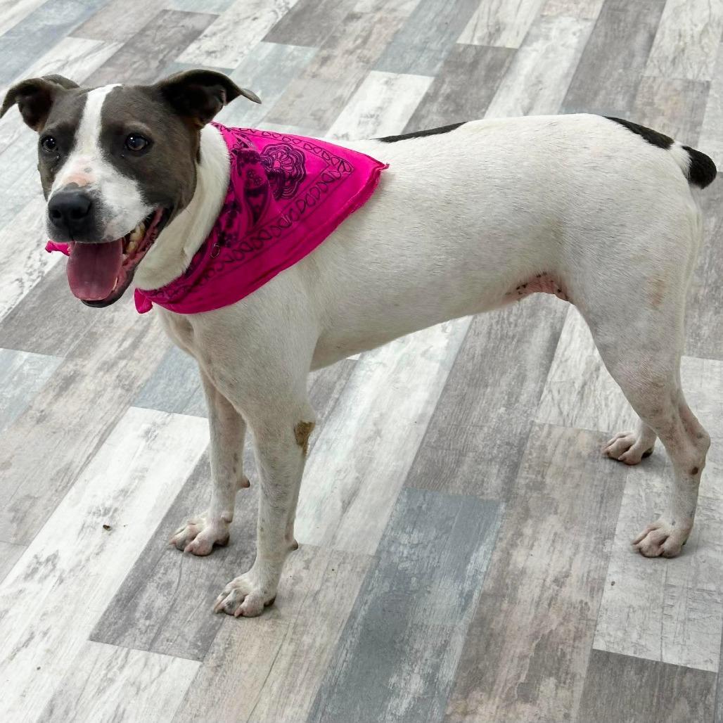 Gretchen, a Adoptable Treeing Walker Coonhound in Lufkin, TX image 2/4