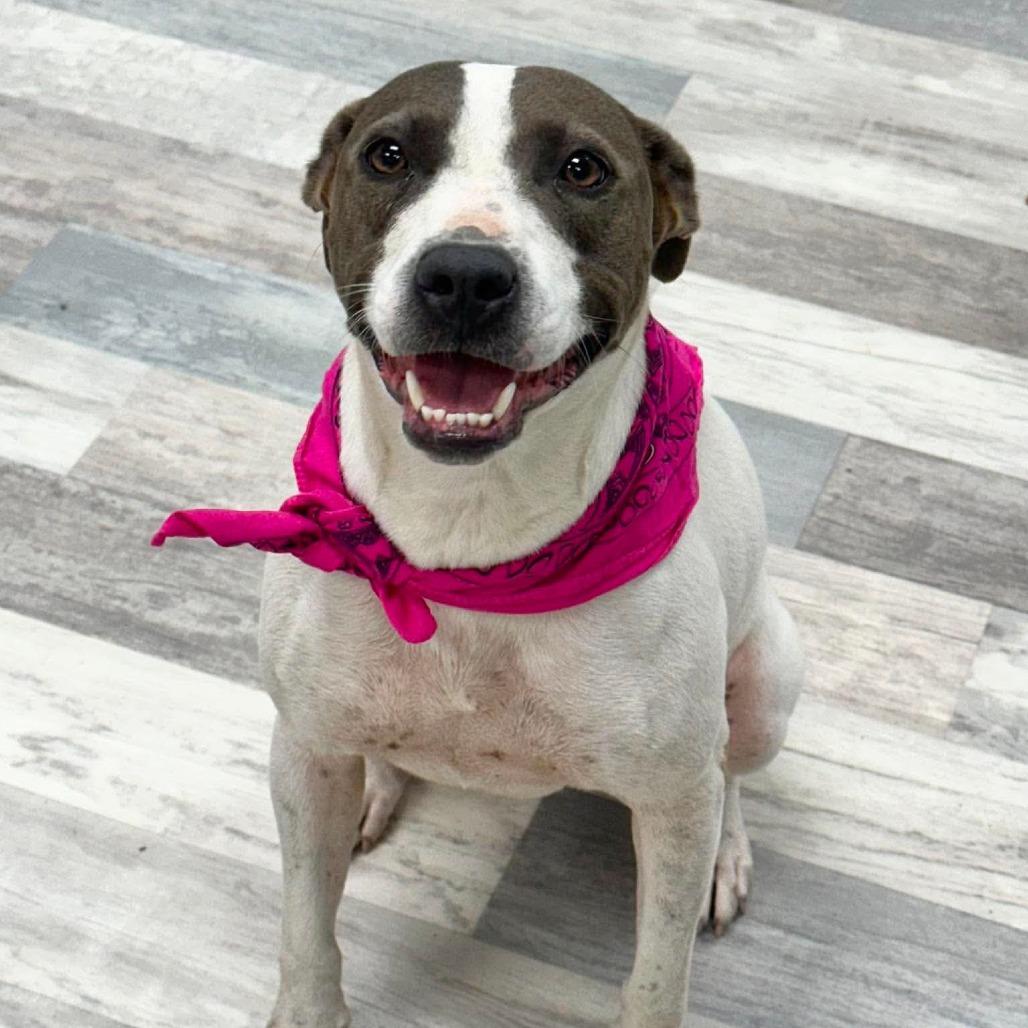 Gretchen, a Adoptable Treeing Walker Coonhound in Lufkin, TX image 3/4