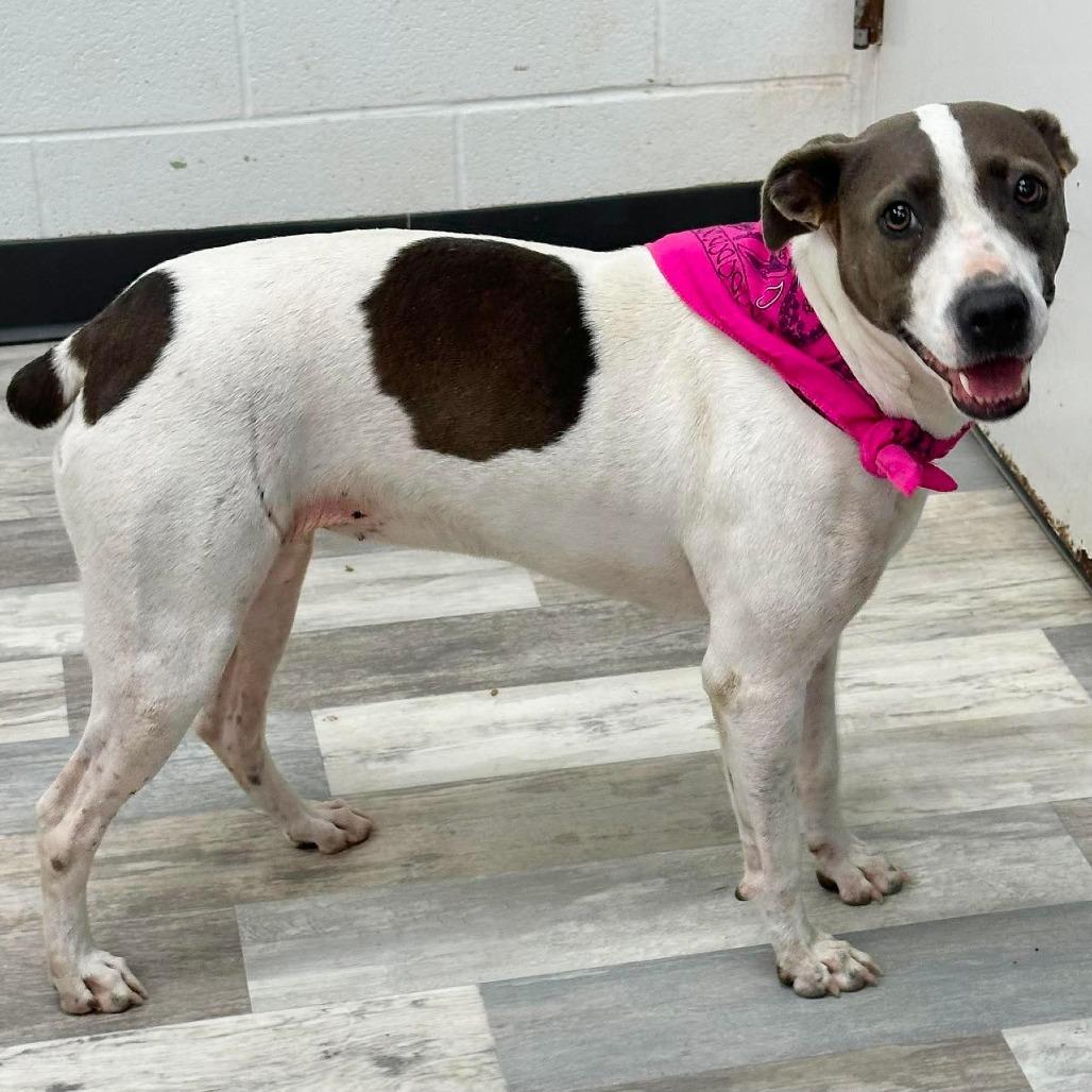 Gretchen, a Adoptable Treeing Walker Coonhound in Lufkin, TX image 4/4