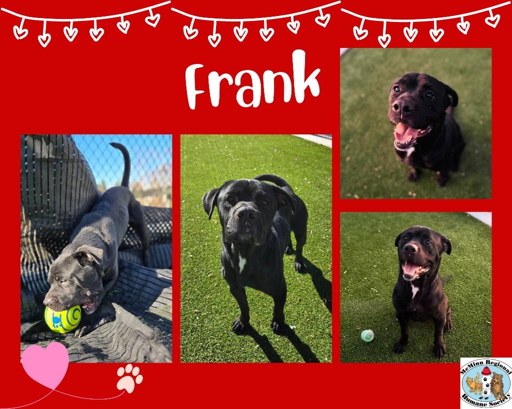 Frank, Adoptable, Adult Male Terrier.