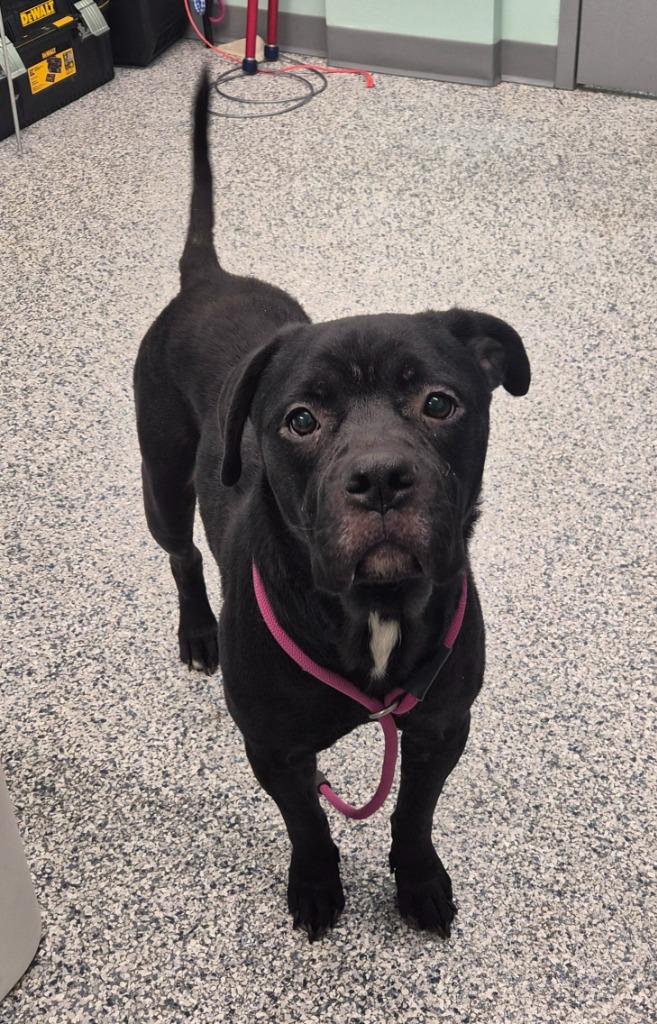 Enlarge Frank, a Adoptable mixed breed in Athens, TN image 2/5