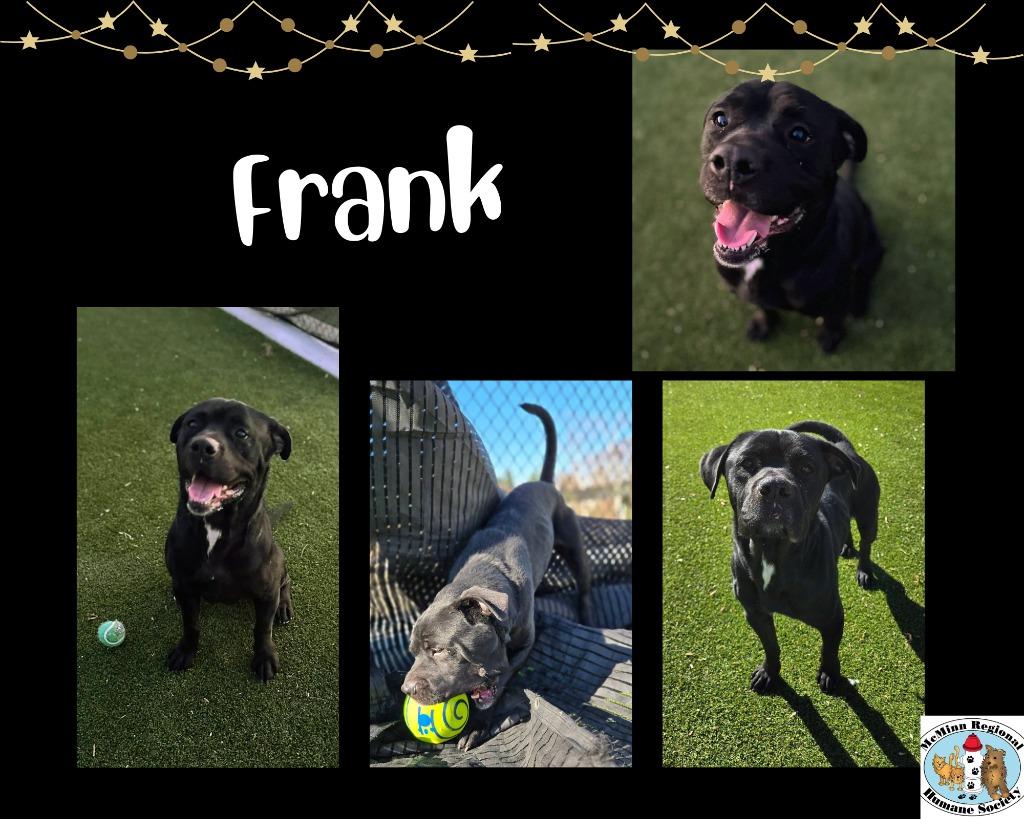 Enlarge Frank, a Adoptable mixed breed in Athens, TN image 3/5
