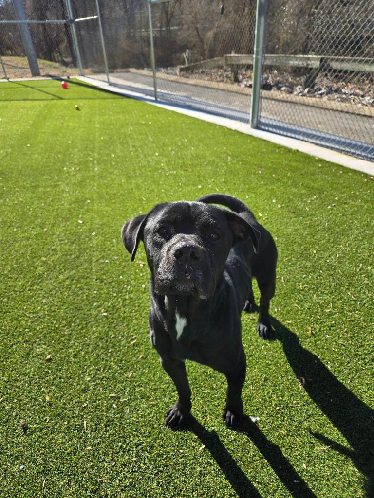 Enlarge Frank, a Adoptable mixed breed in Athens, TN image 4/5