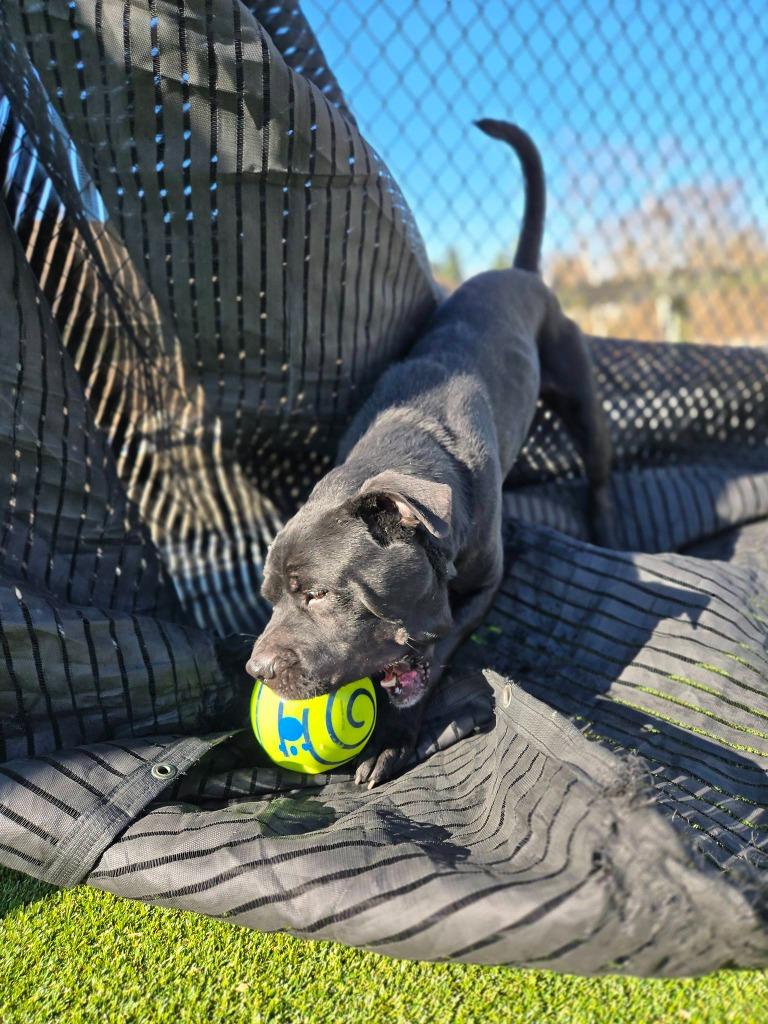 Enlarge Frank, a Adoptable mixed breed in Athens, TN image 5/5