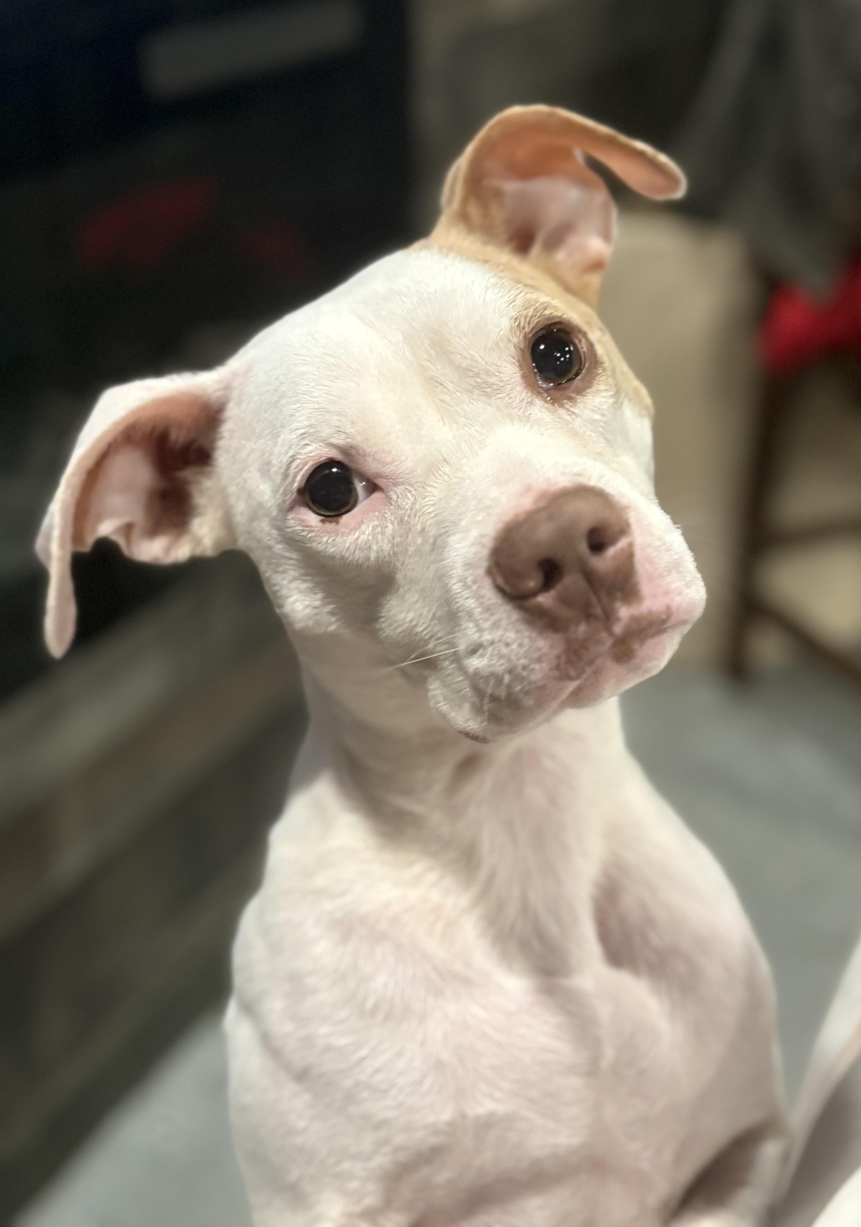 Enlarge Jillie!!!, a Adopted mixed breed in Manalapan, NJ image 3/6