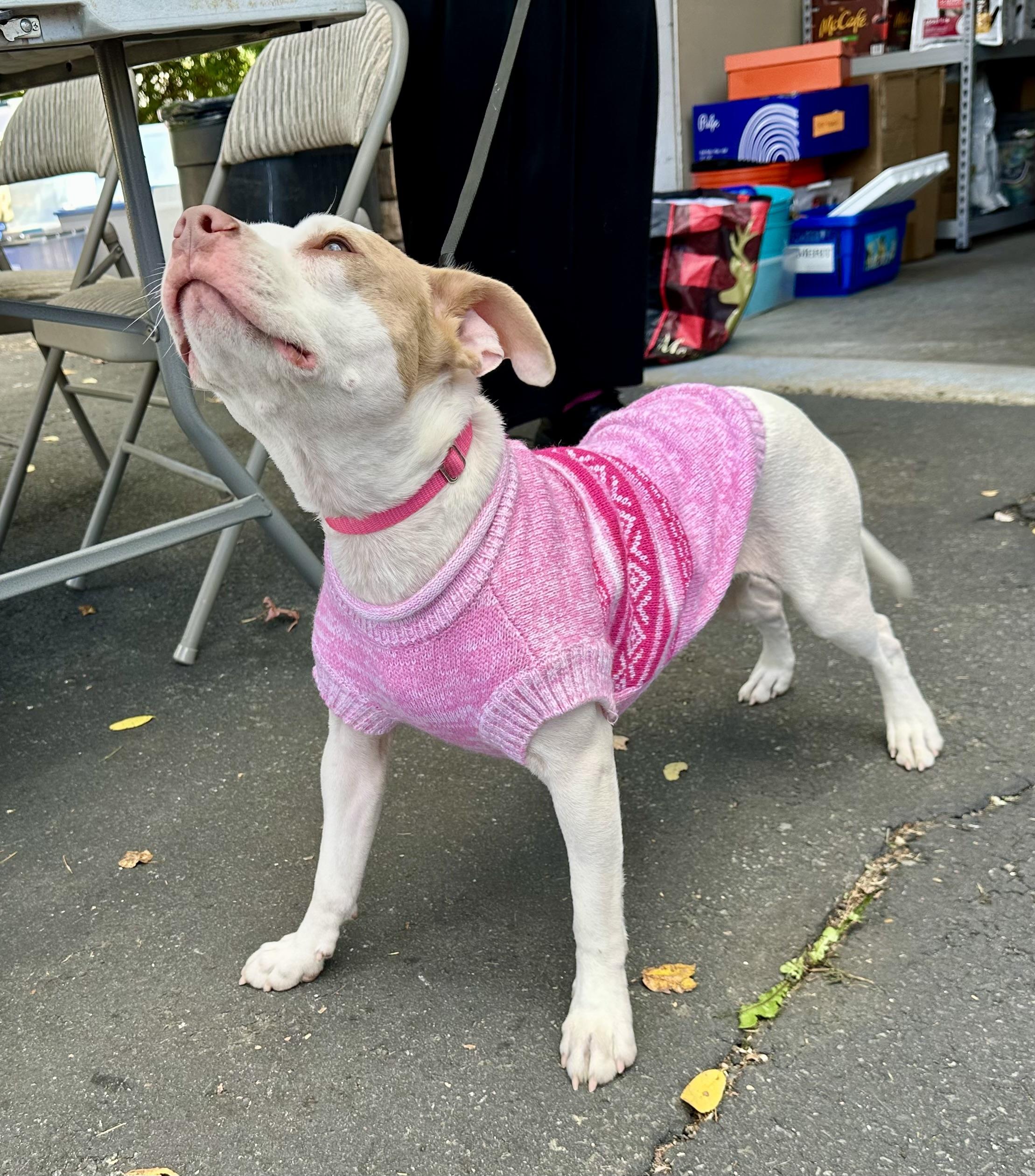 Jillie!!!, Adopted, Adult Female American Staffordshire Terrier & Boston Terrier.