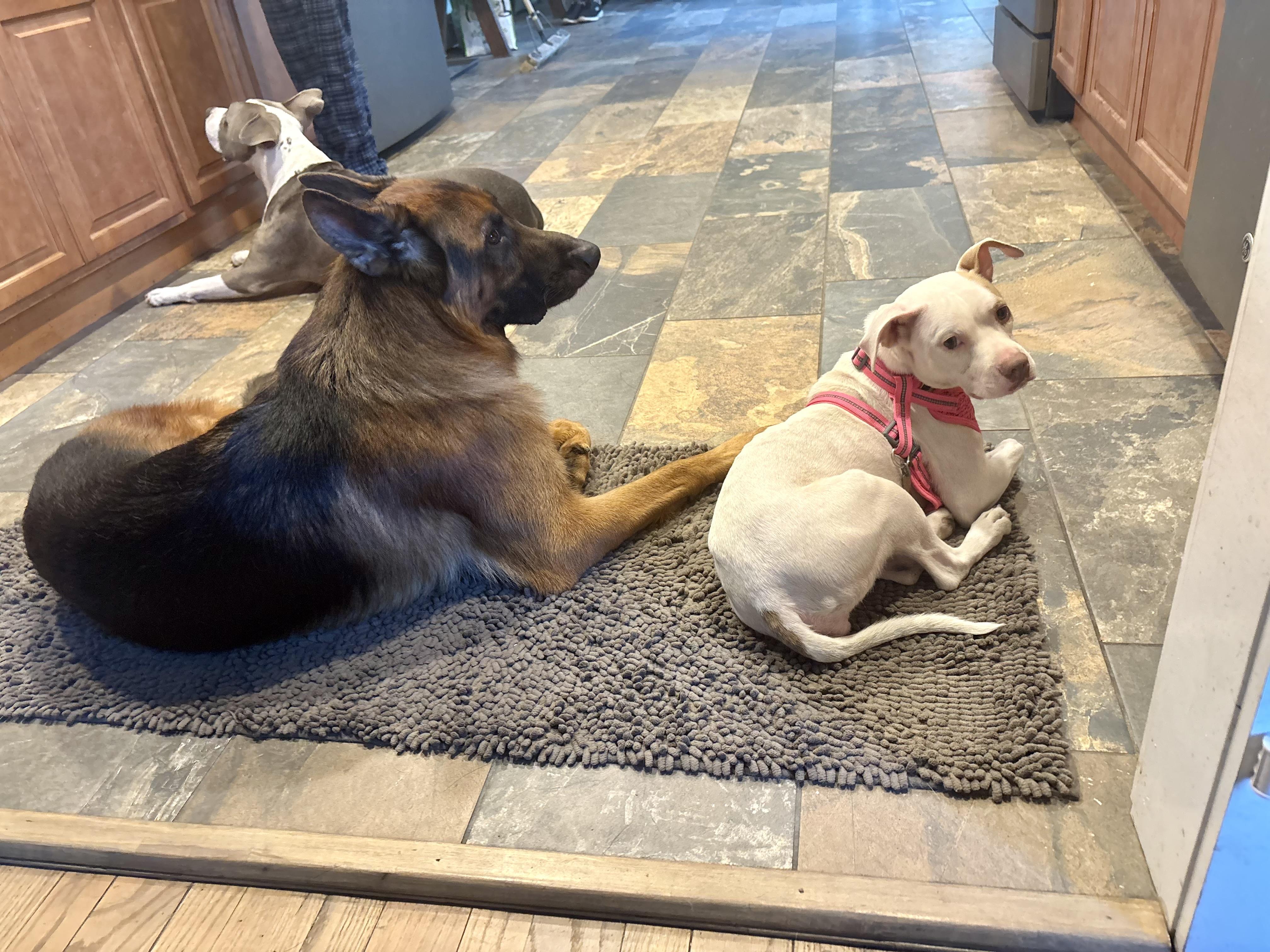 Enlarge Jillie!!!, a Adopted mixed breed in Manalapan, NJ image 6/6