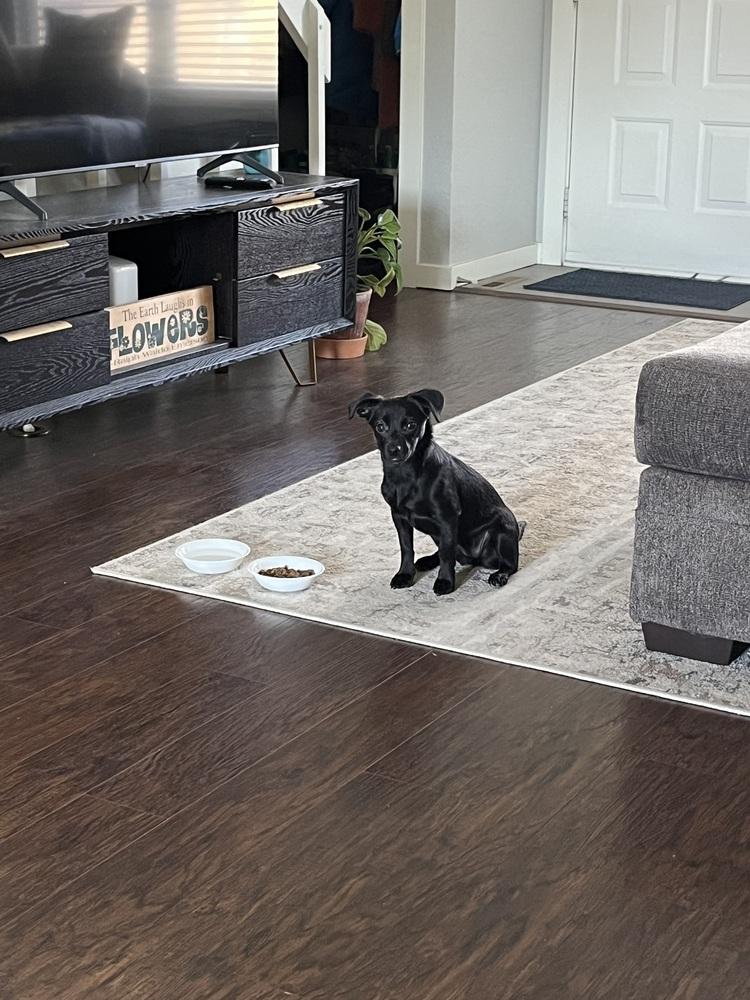 Enlarge Ember, a Adoptable mixed breed image 1/6