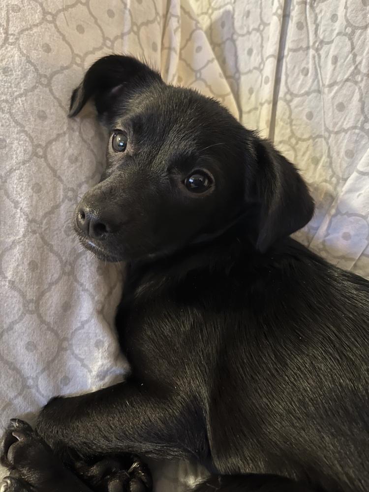 Enlarge Ember, a Adoptable mixed breed image 2/6