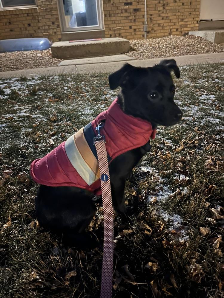 Enlarge Ember, a Adoptable mixed breed image 3/6