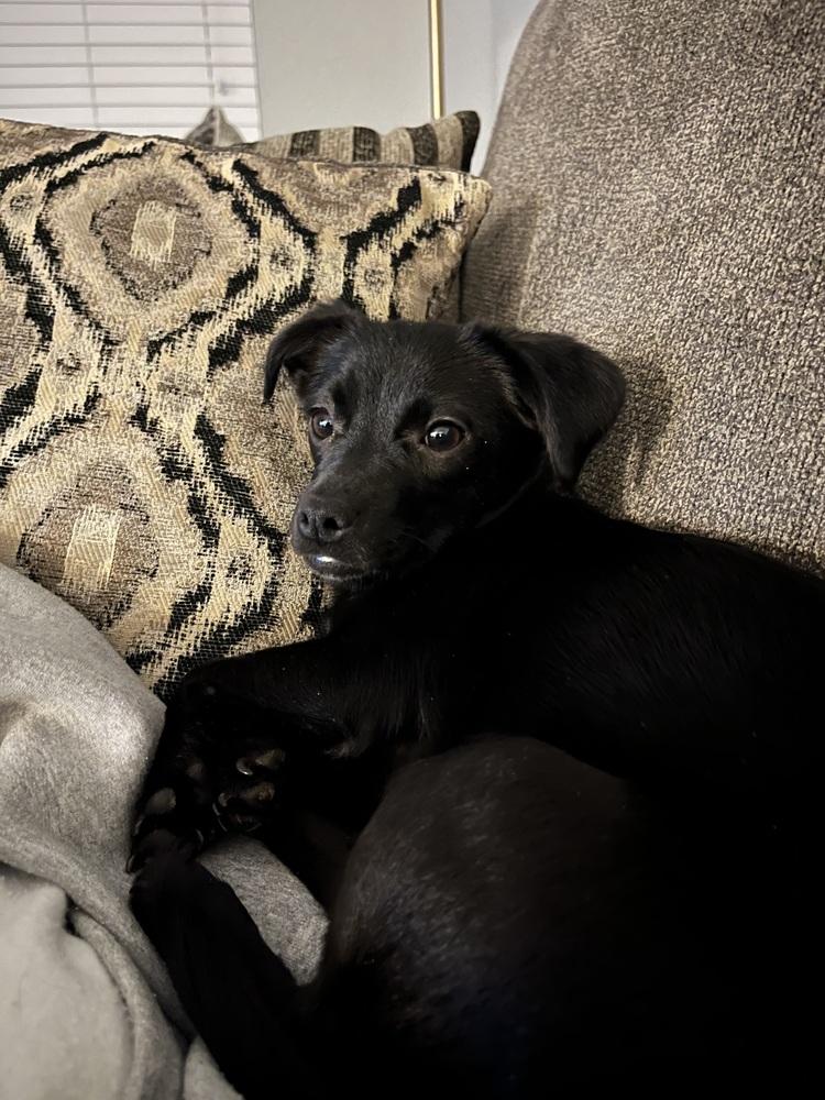 Enlarge Ember, a Adoptable mixed breed image 4/6