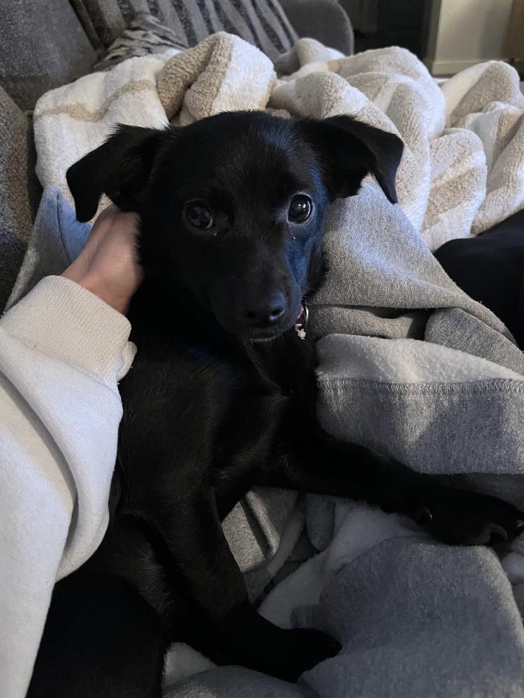 Enlarge Ember, a Adoptable mixed breed image 5/6