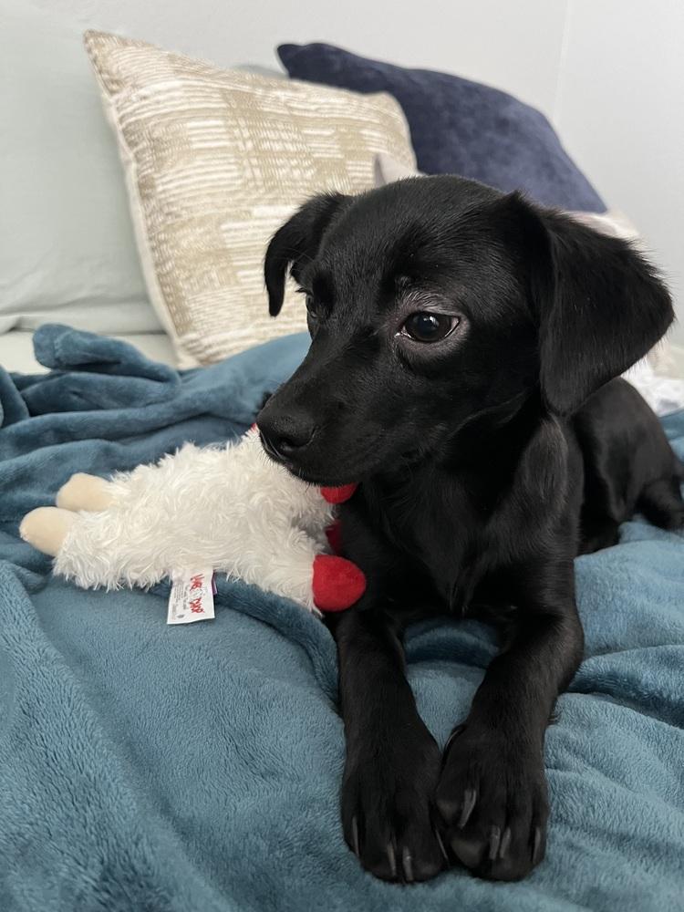 Enlarge Ember, a Adoptable mixed breed image 6/6