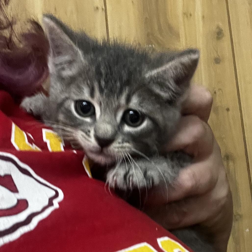 Enlarge Johnathan, a Adoptable mixed breed in Pittsburg, KS image 1/2