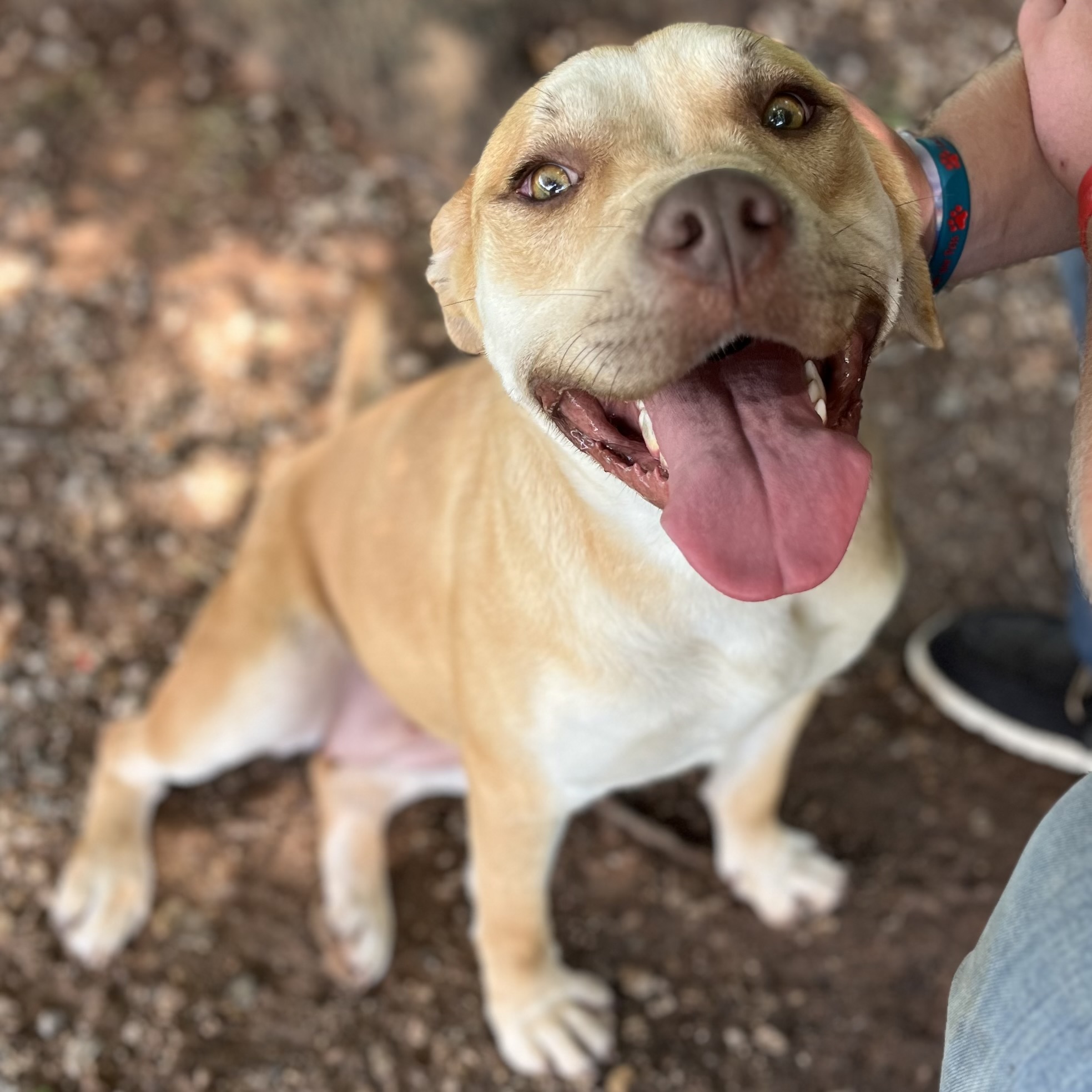 Dog for adoption Missy, a Pit Bull Terrier & Labrador Retriever Mix
