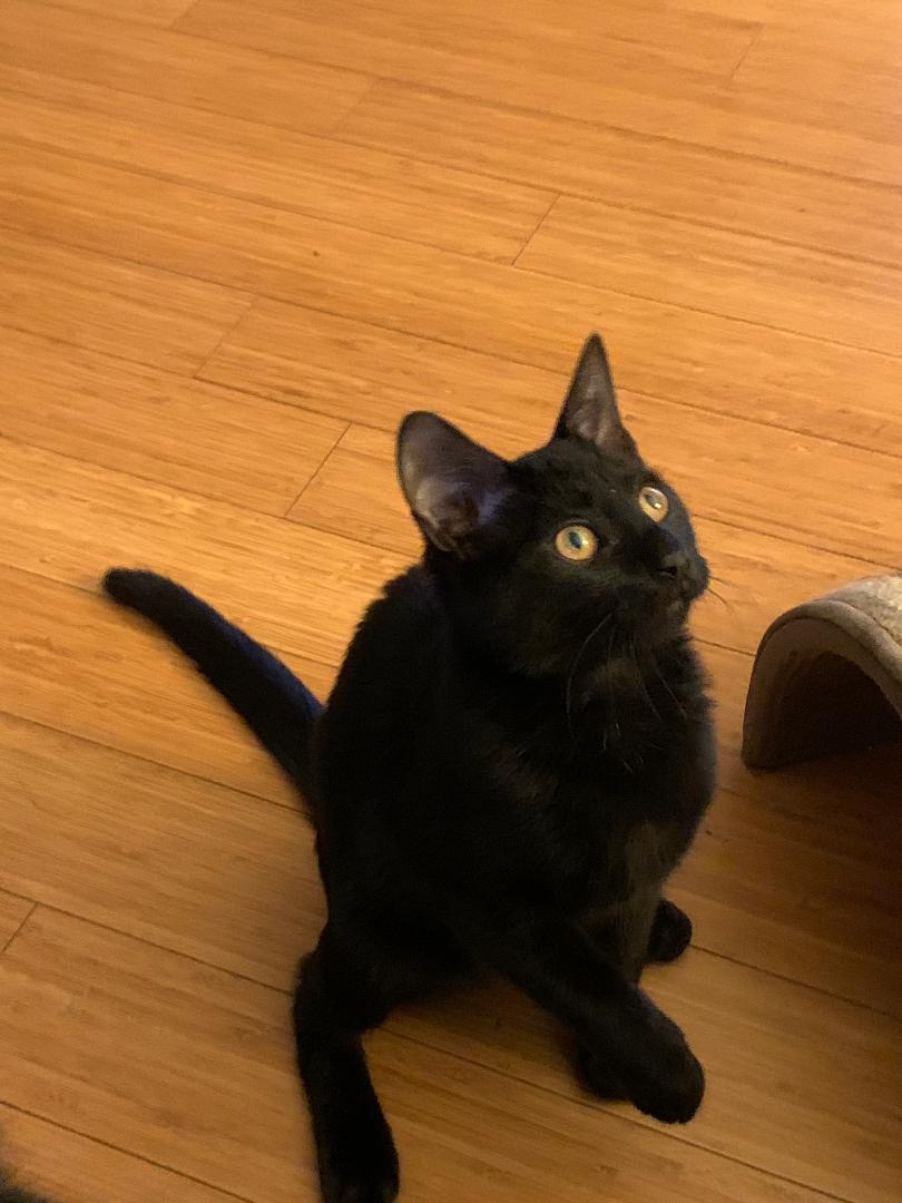 Battycoda Knight - KITTEN LOVES RUBBING HIS FACE ON YOU!, adopted, Kitten Male Domestic Short Hair.