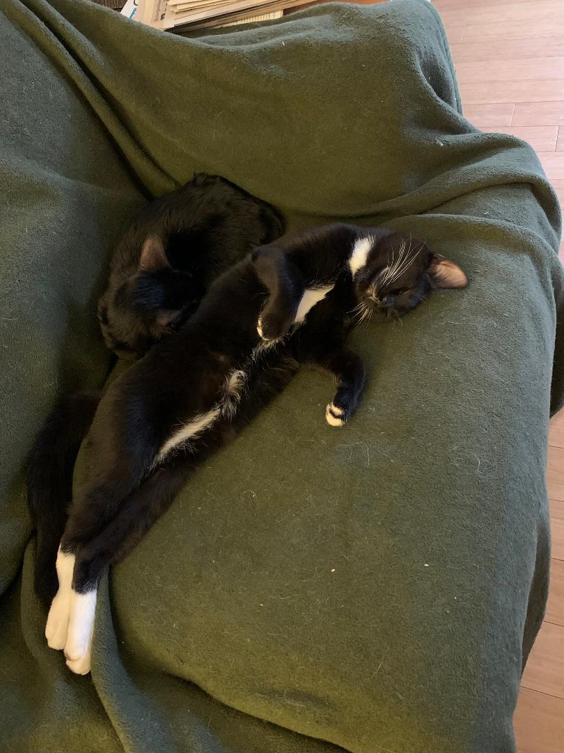 Enlarge Battycoda Knight - KITTEN LOVES RUBBING HIS FACE ON YOU!, an adopted Domestic Short Hair in Stowe, PA image 2/2