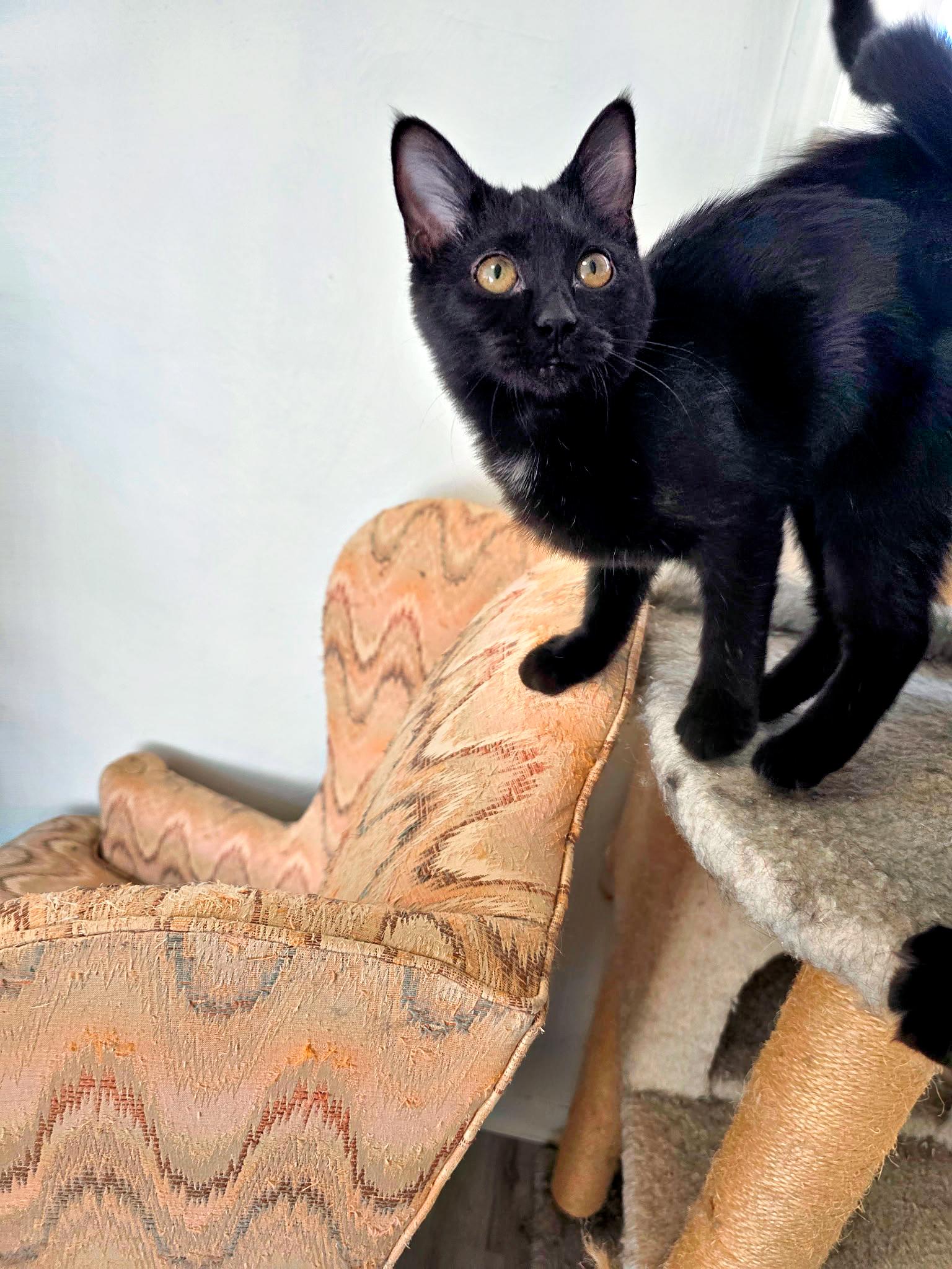 Sugar, ADOPTABLE, Kitten Female Domestic Short Hair.