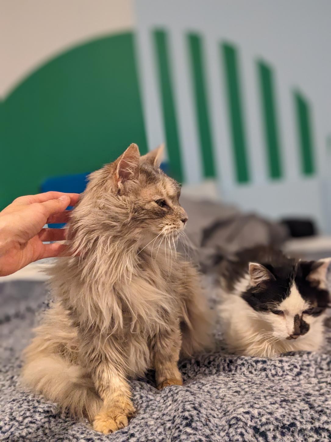 Enlarge Blue Fern and Ash Wolf , an adoptable Domestic Long Hair in Fairfax, VA image 2/4