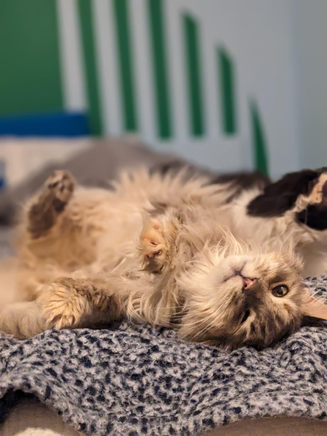 Enlarge Blue Fern and Ash Wolf , an adoptable Domestic Long Hair in Fairfax, VA image 3/4