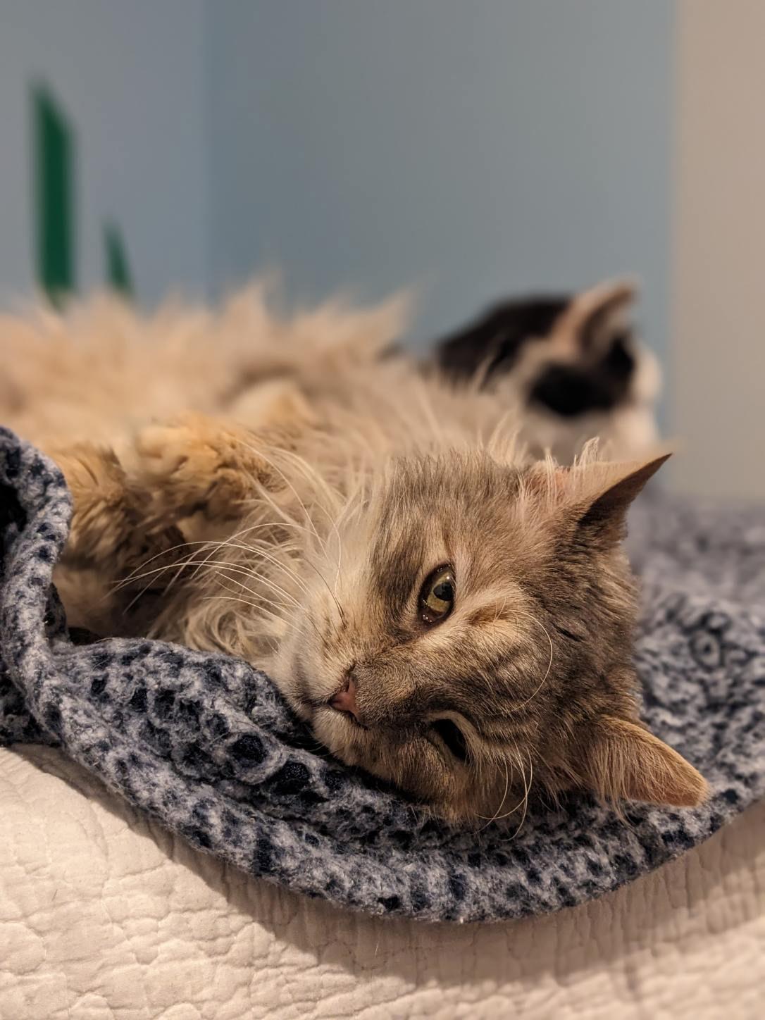 Enlarge Blue Fern and Ash Wolf , an adoptable Domestic Long Hair in Fairfax, VA image 4/4