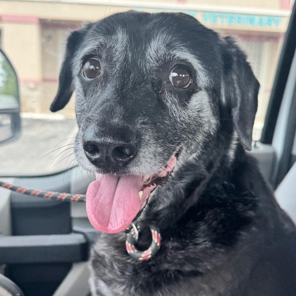 Lady, Adoptable, Senior Female Black Labrador Retriever & Mixed Breed.