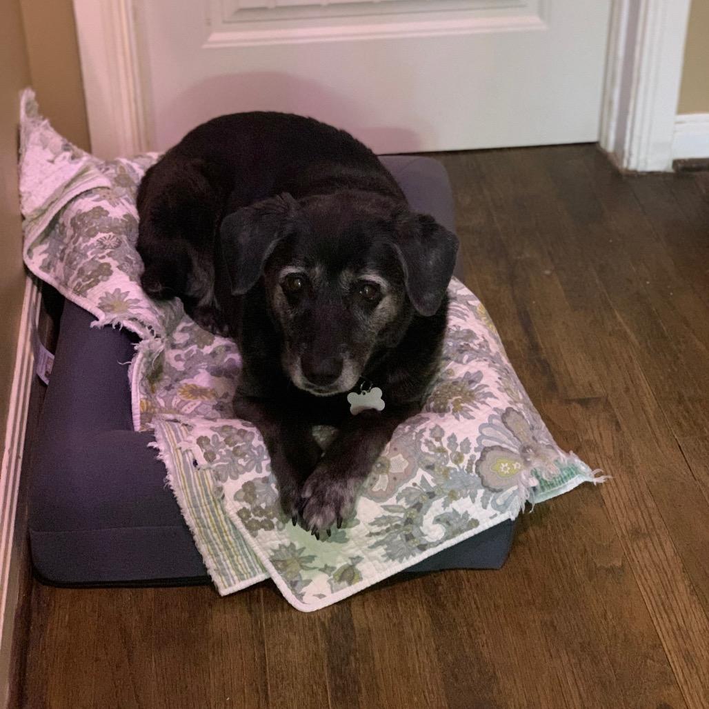 Lady, a Adoptable mixed breed in Bessemer, AL image 2/6