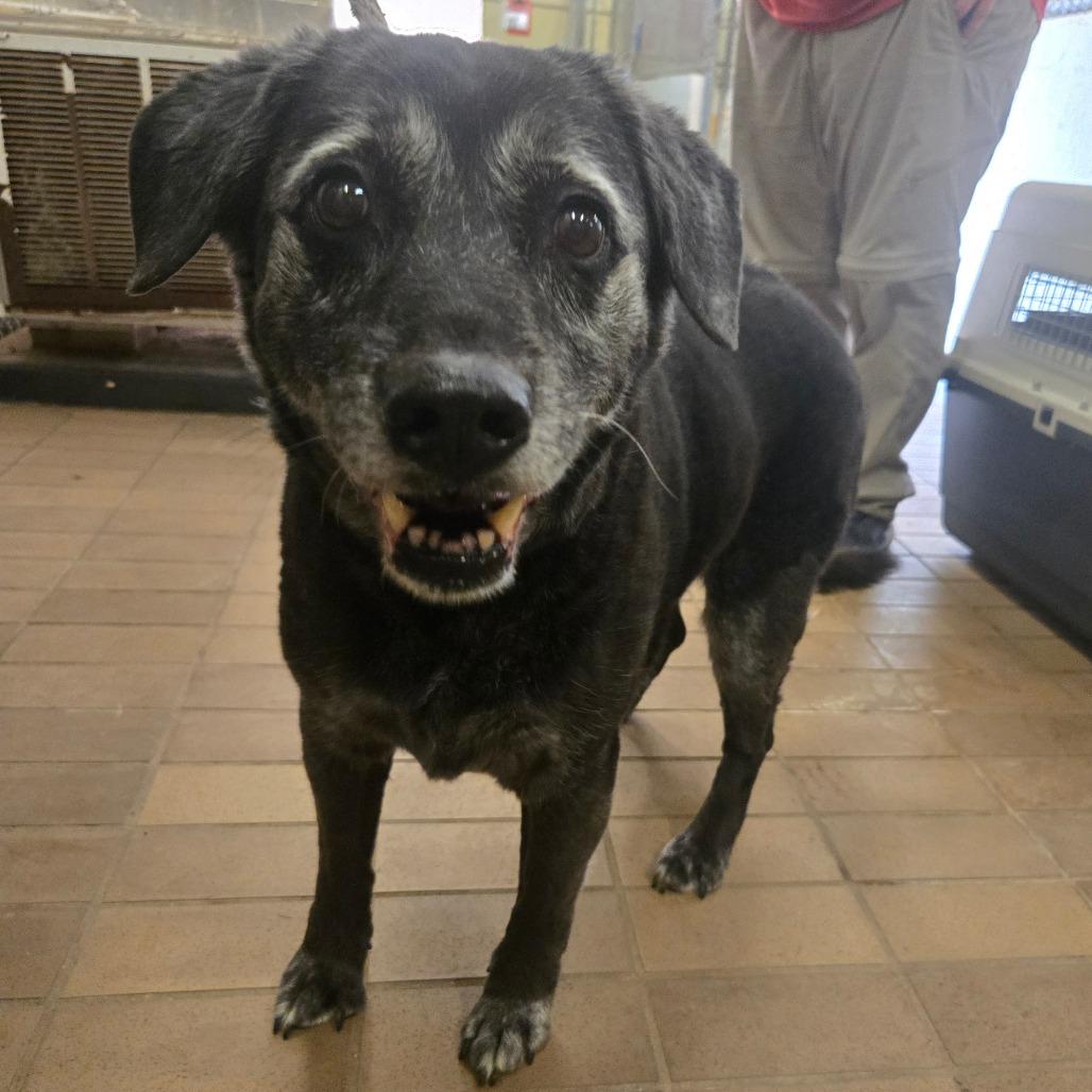 Lady, a Adoptable mixed breed in Bessemer, AL image 3/6