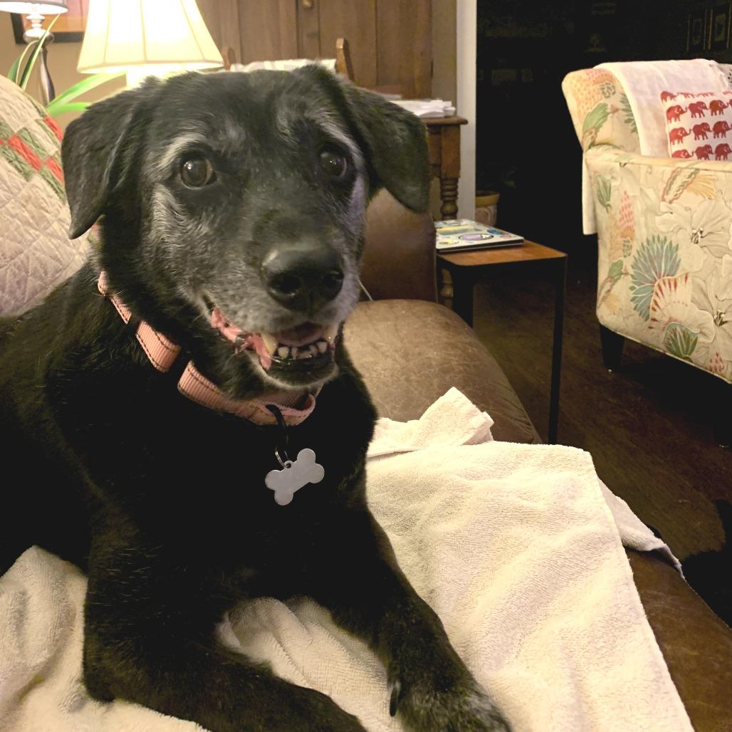 Lady, a Adoptable mixed breed in Bessemer, AL image 4/6