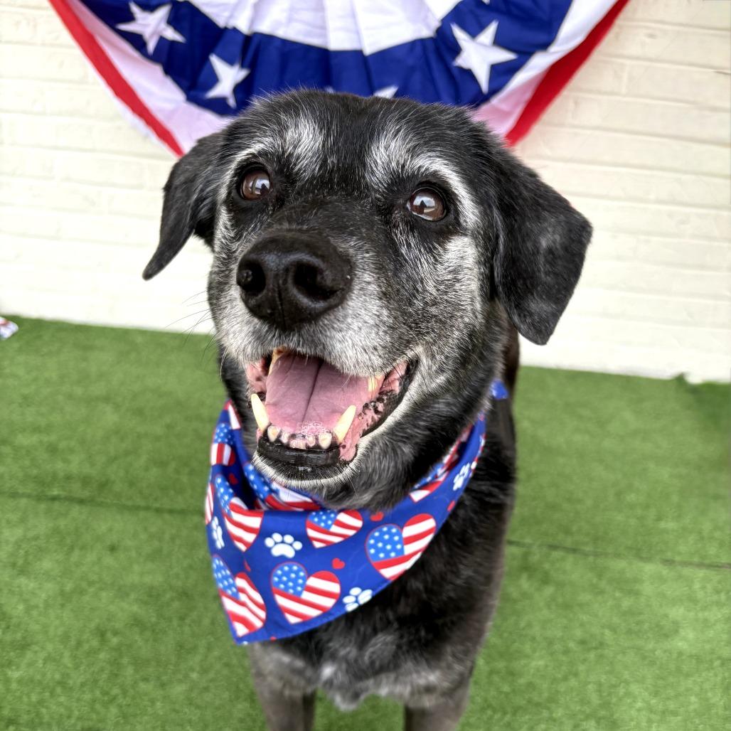 Lady, a Adoptable mixed breed in Bessemer, AL image 5/6